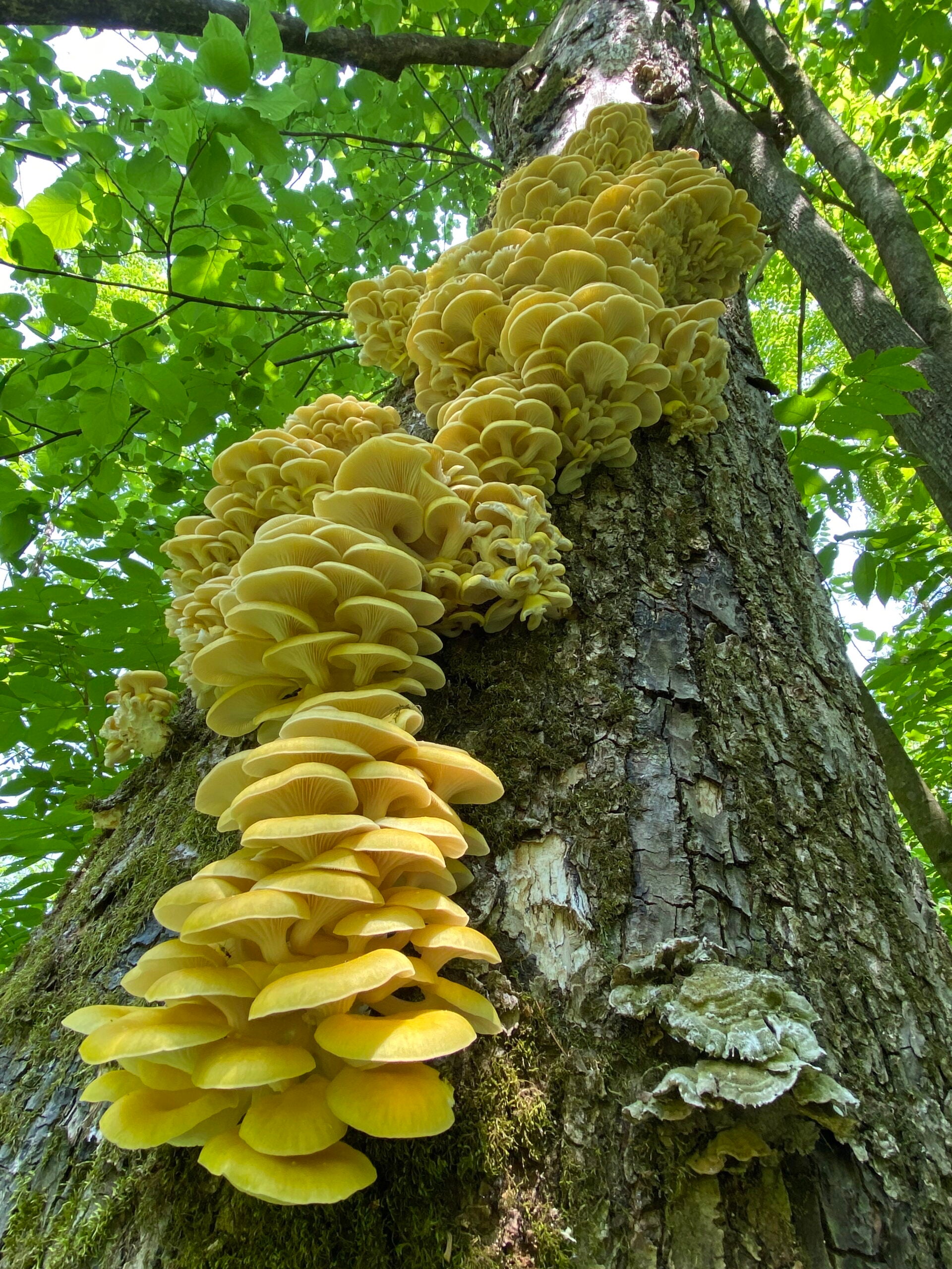Clusters of bright yellow mushrooms grow up the trunk of a tree surrounded by green leaves, viewed from the base looking upward.