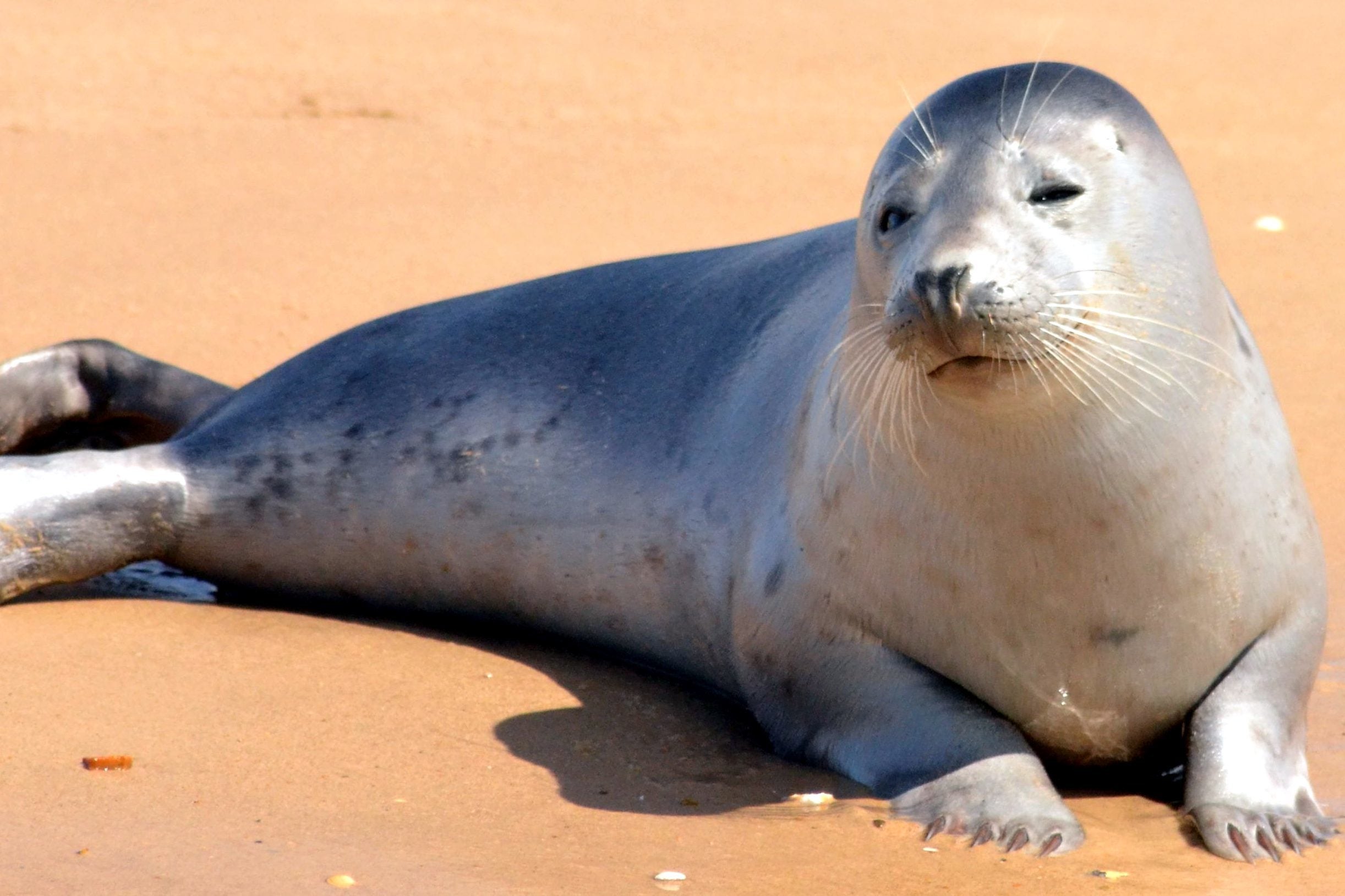 A grey seal lies on wet sand, facing the camera with its head raised and flippers resting on the ground.