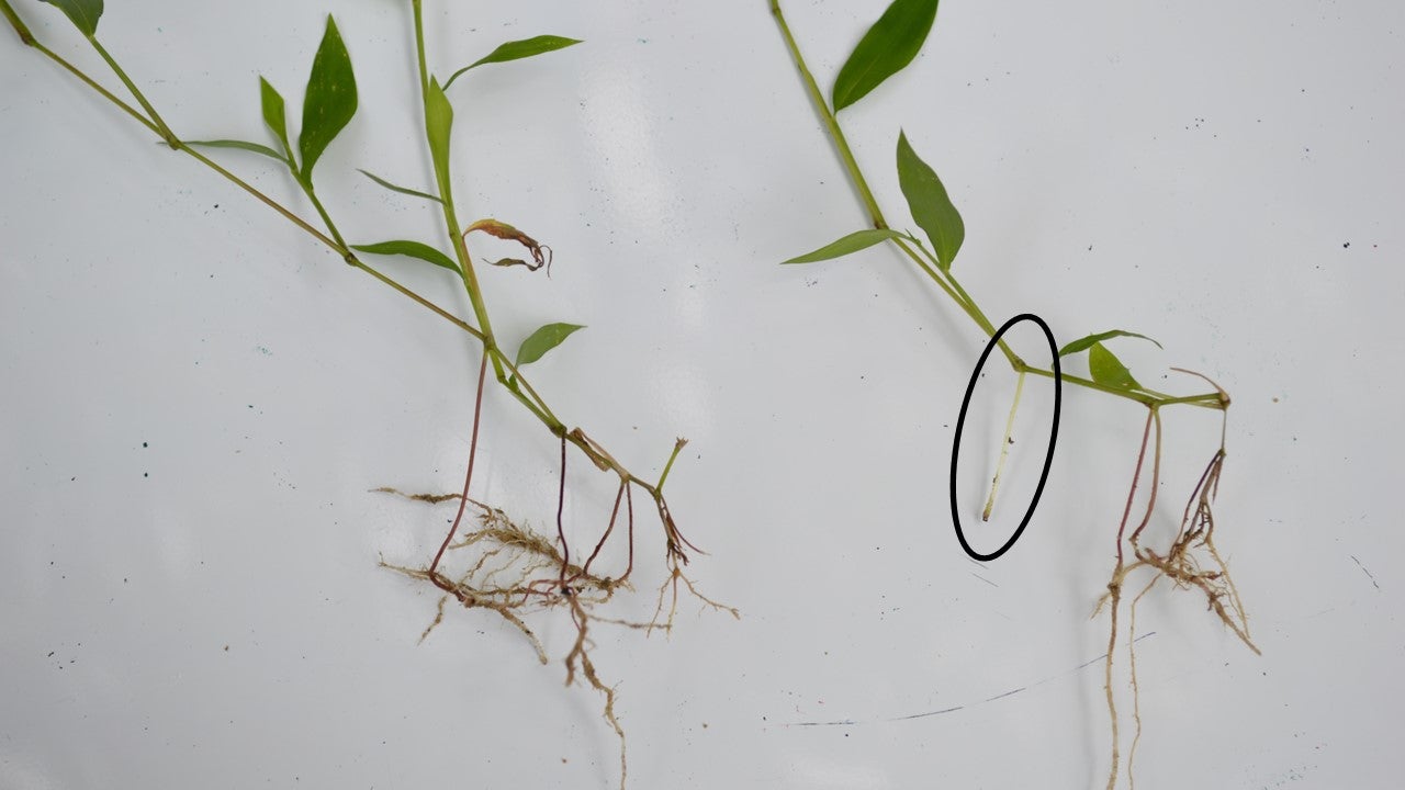 Two plants with visible roots and stems lying on a white surface, with one stem segment circled in black for emphasis.