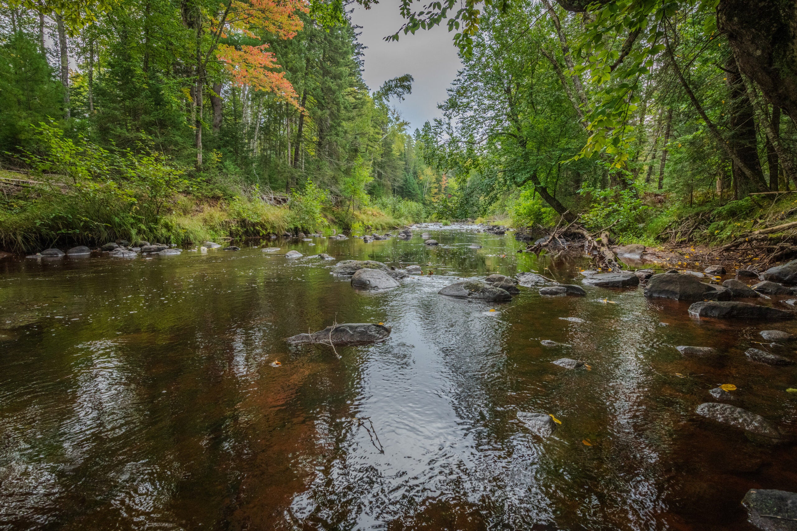 A shallow forest stream with rocks and overhanging green trees, some leaves starting to turn red and yellow, under a cloudy sky.