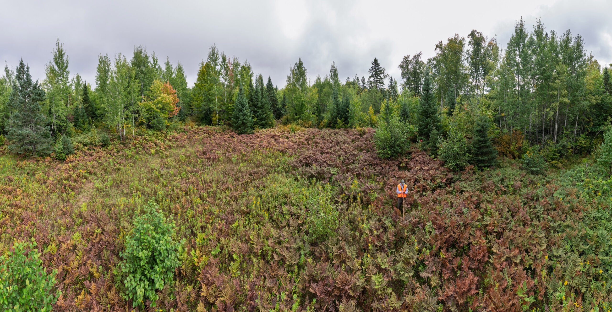 A person in an orange safety vest stands in a field of ferns surrounded by mixed forest under a cloudy sky.