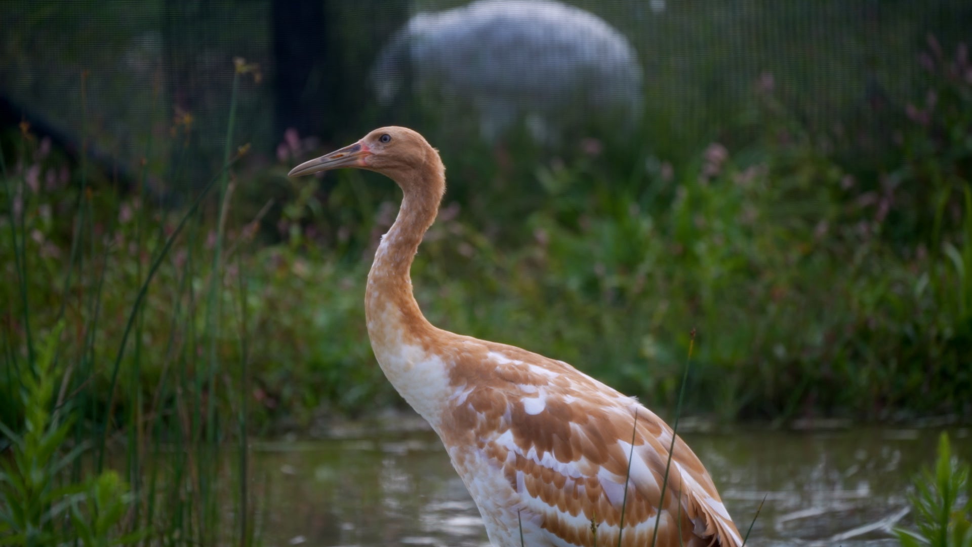 First whooping crane death caused by avian flu confirmed in Wisconsin
