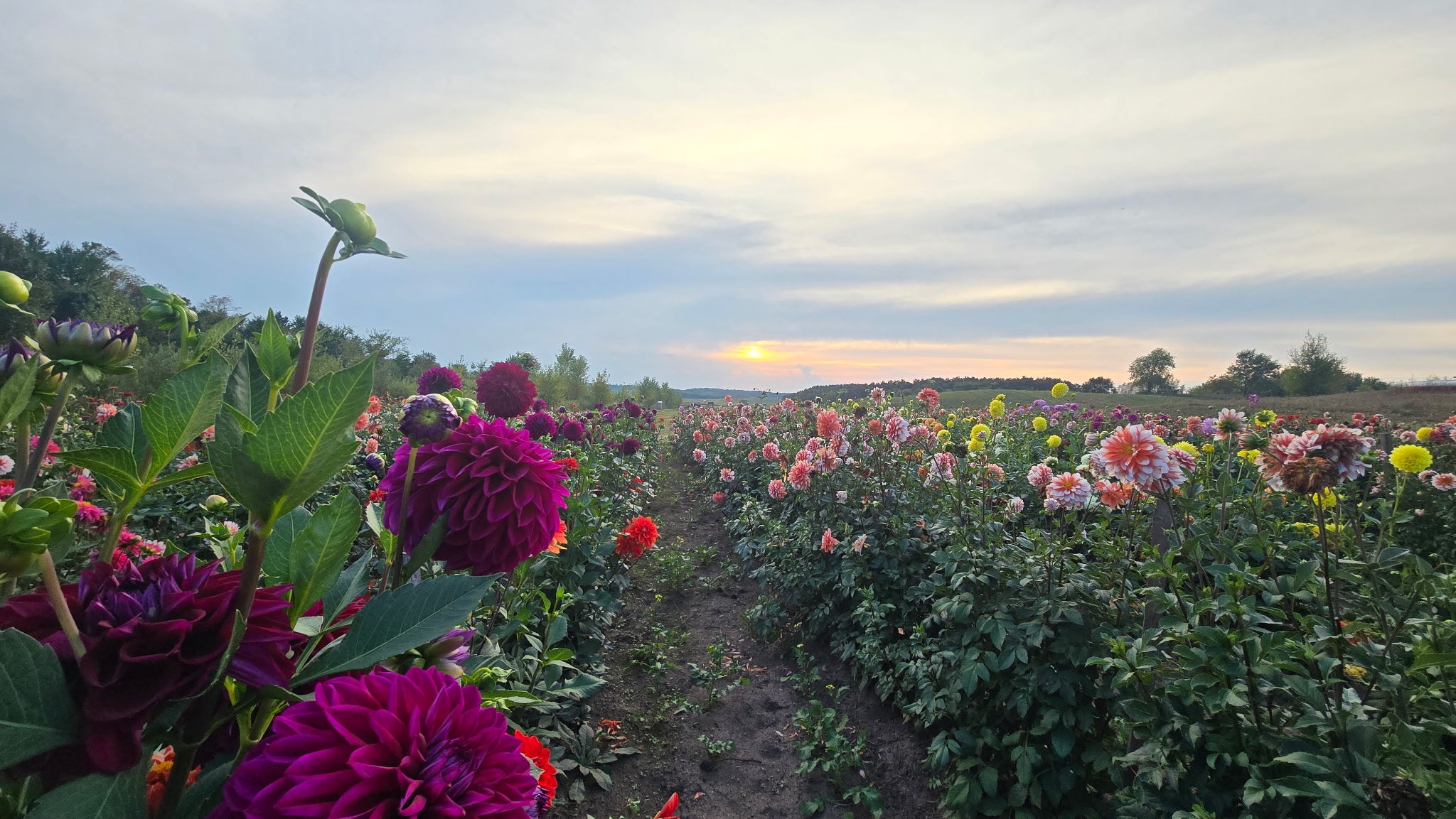 Rows of blooming dahlias in various colors fill a field under a cloudy sky at sunset, with trees lining the horizon in the distance.