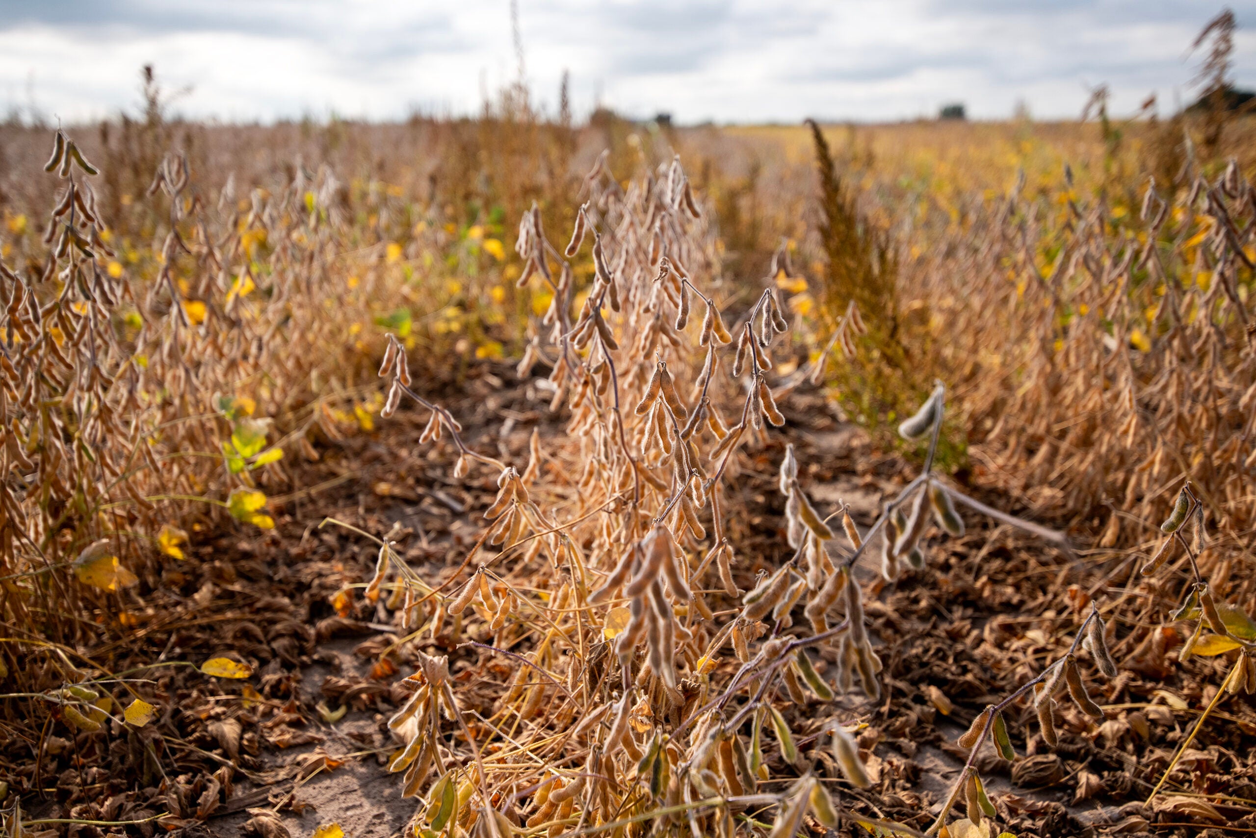 Close-up of mature, dried soybean plants in a field under a cloudy sky, with brown pods and leaves indicating readiness for harvest.