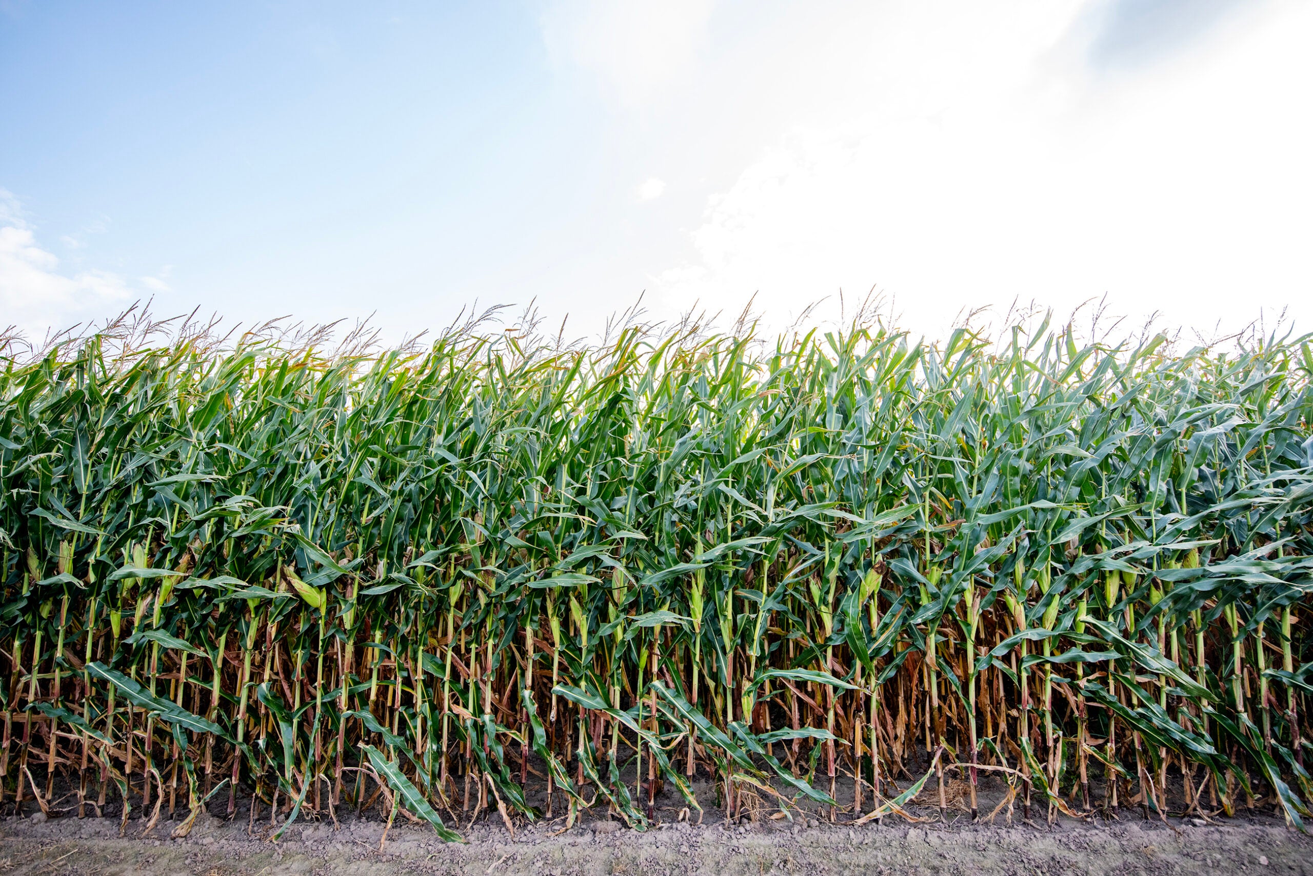 A dense row of tall green corn plants grows in a field under a bright sky, with visible soil at the base of the crops.