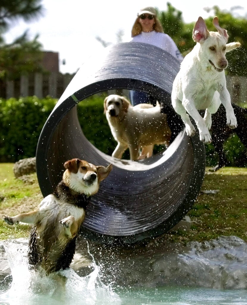 Three dogs exit a tunnel; one jumps into the water, another is already splashing down, and a third stands behind them, with a person watching in the background.