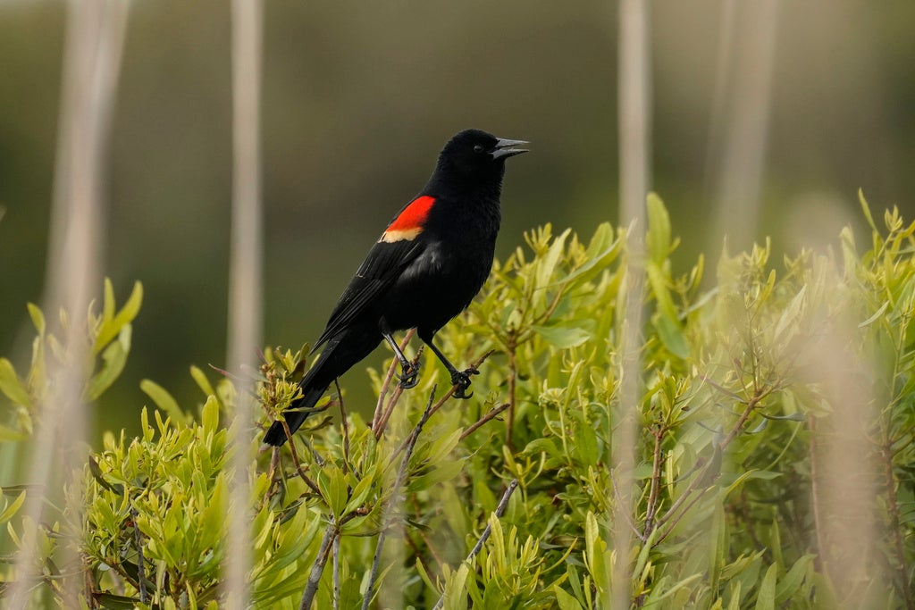 A black bird with red and yellow markings on its wing is perched on green shrubs, surrounded by blurred foliage.