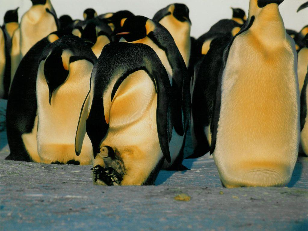 A group of emperor penguins stands on ice, with one adult sheltering a chick under its body in the foreground.