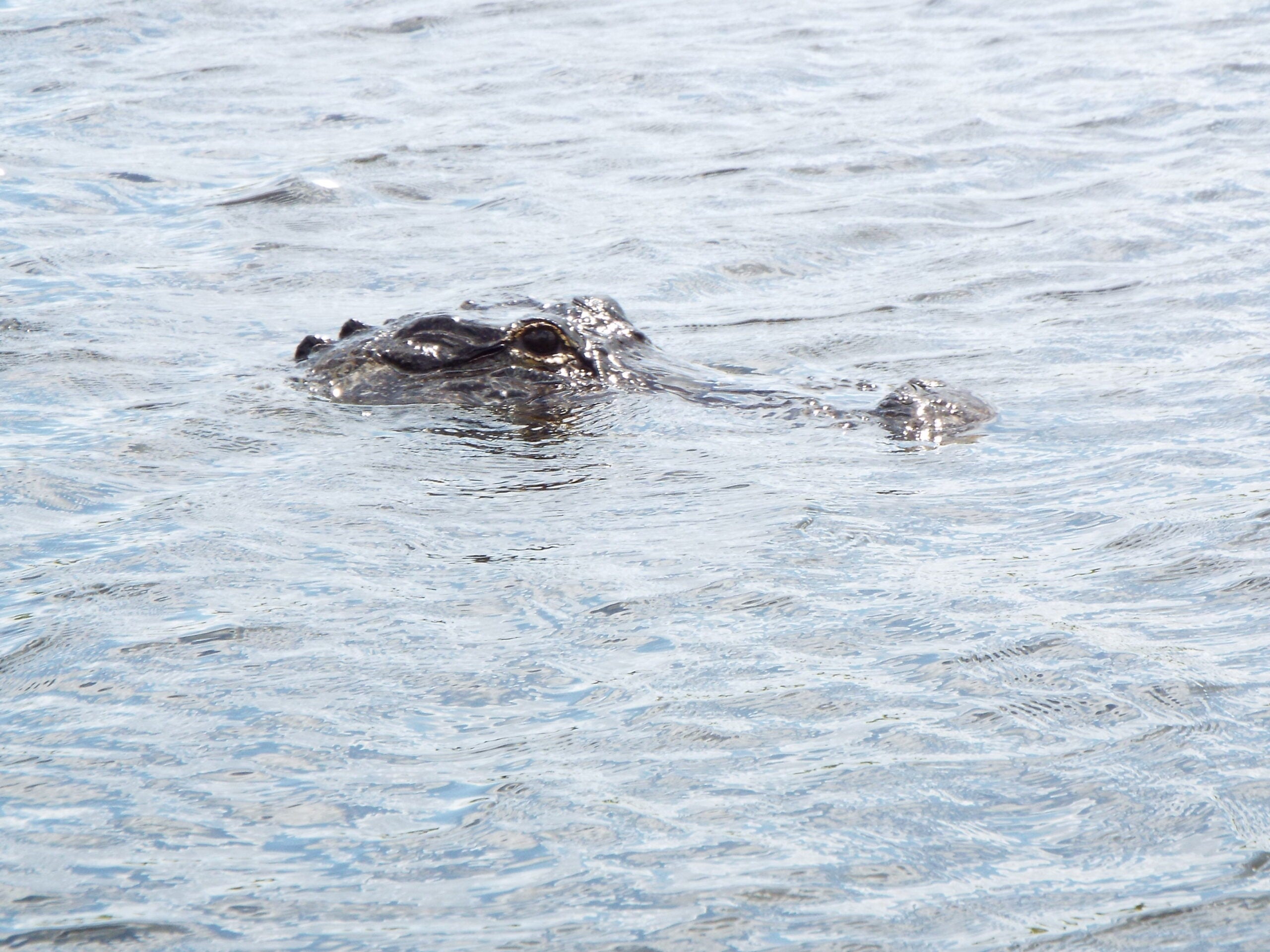 An alligator’s head partially submerged in water, with only its eyes and snout visible above the surface.