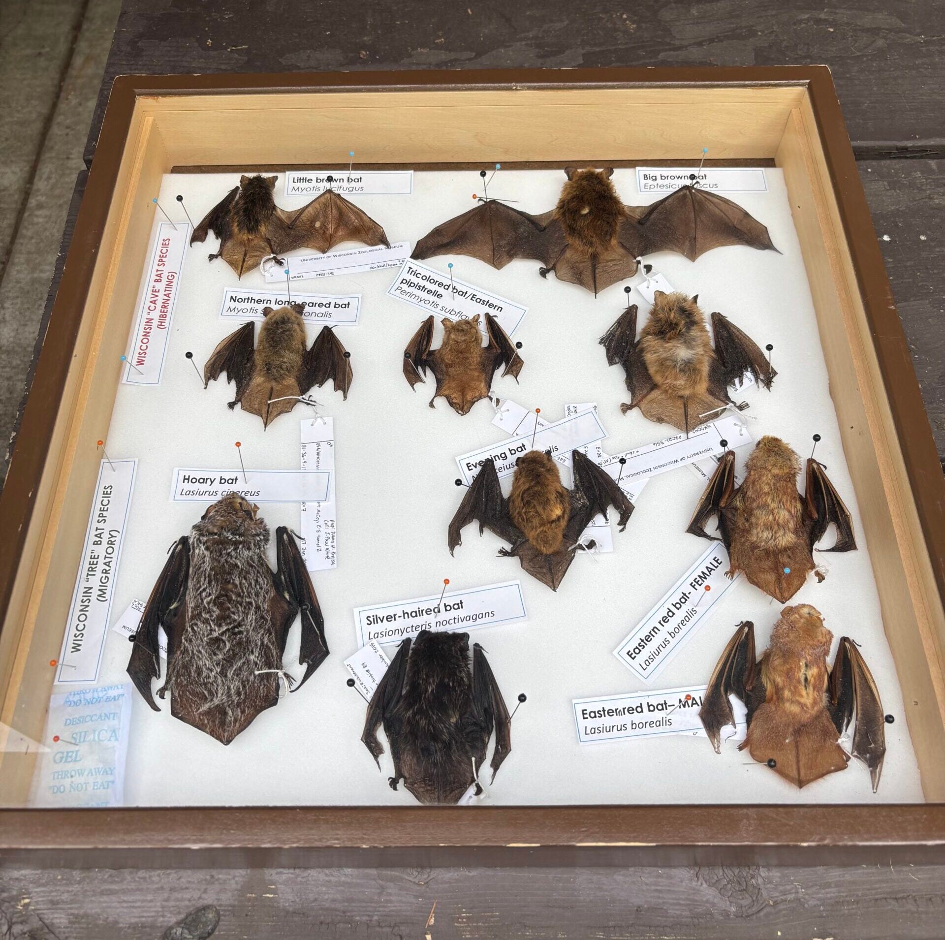 A display case containing multiple preserved bat specimens, each labeled with their species name, arranged on a white background.