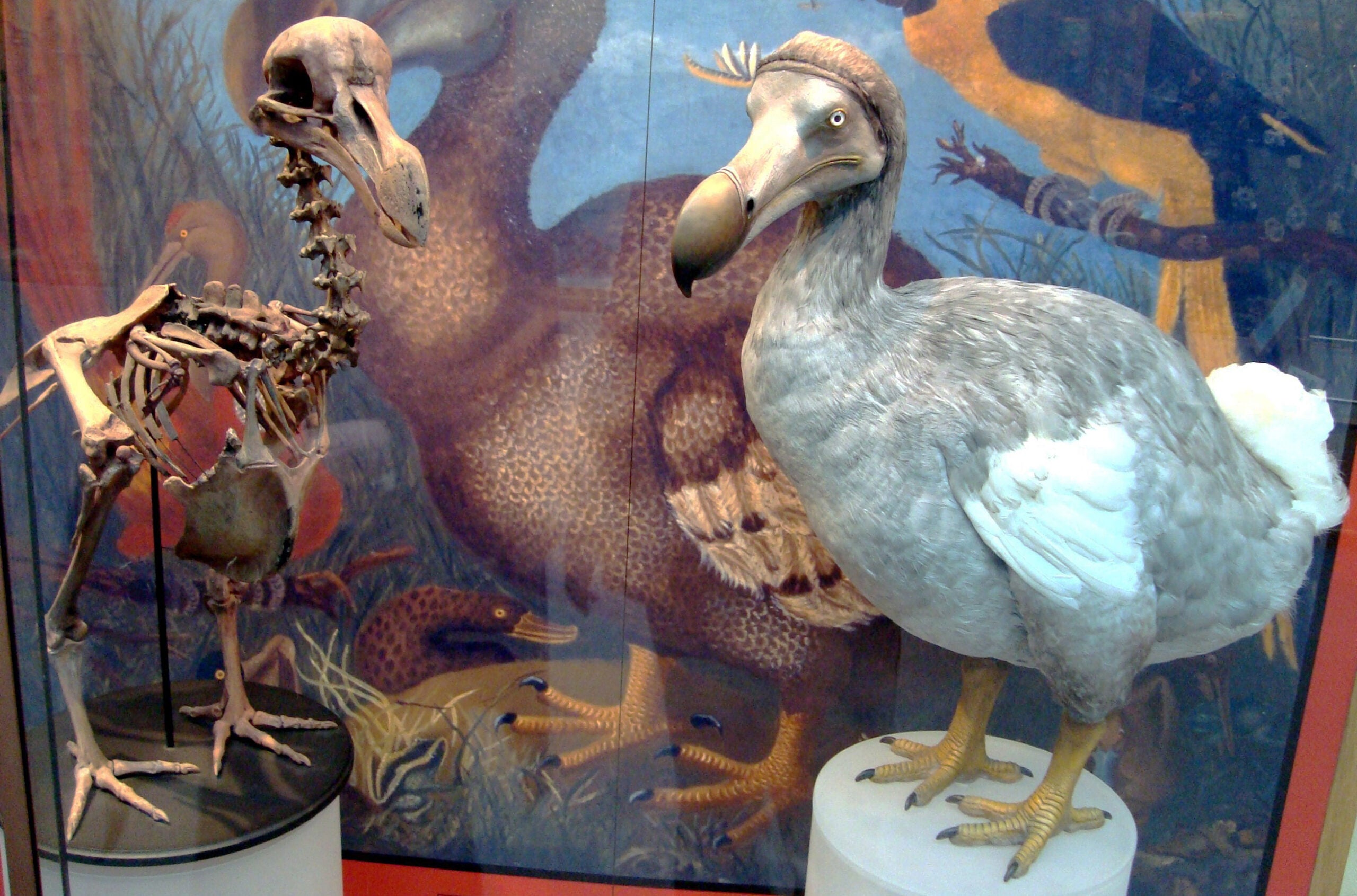A dodo skeleton and a dodo model are displayed side by side in a museum, with an illustrated background showing dodos in their natural habitat.
