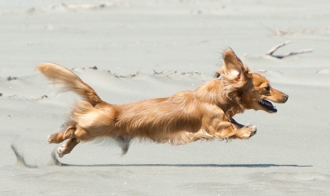 A brown dachshund is running and leaping across a sandy beach with its ears and tail flying back.