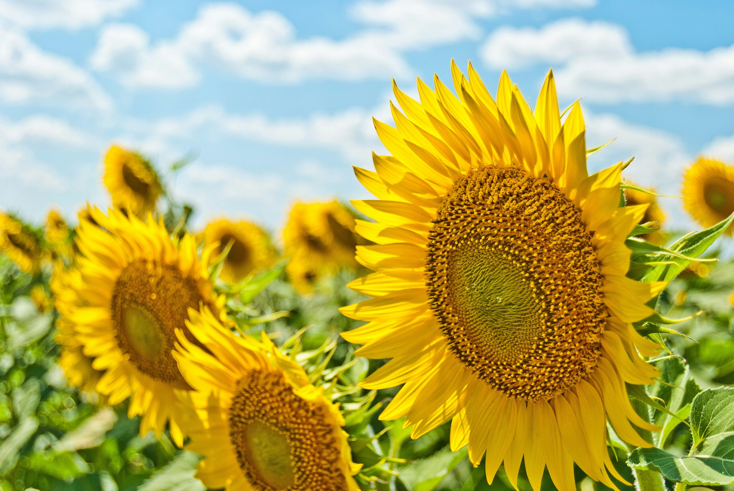A close-up view of several bright yellow sunflowers in a field under a partly cloudy blue sky.