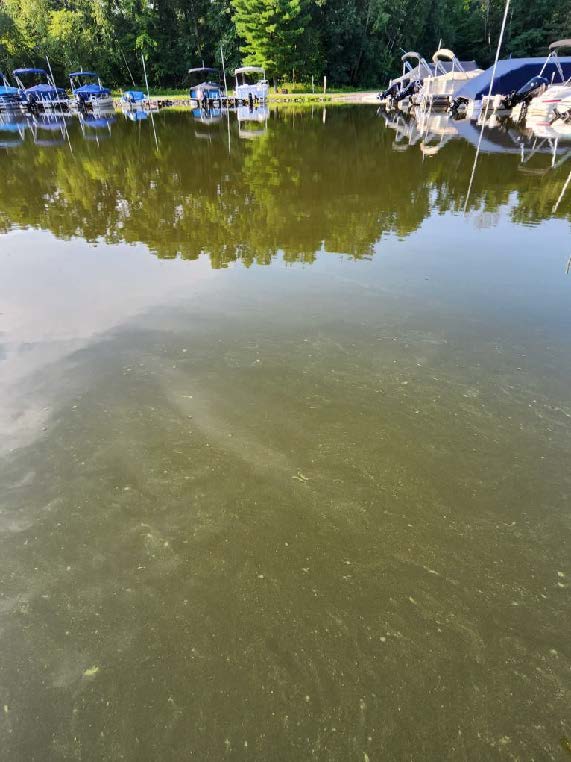 A calm lake with several docks and boats, surrounded by trees, with the water showing greenish discoloration, possibly from algae.