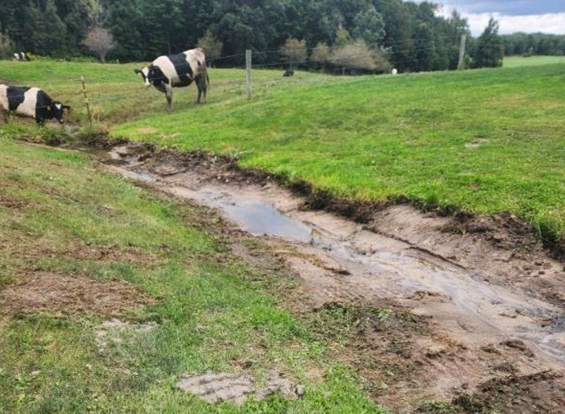 Two black and white cows stand near a muddy ditch with water running through it on a grassy field bordered by trees.