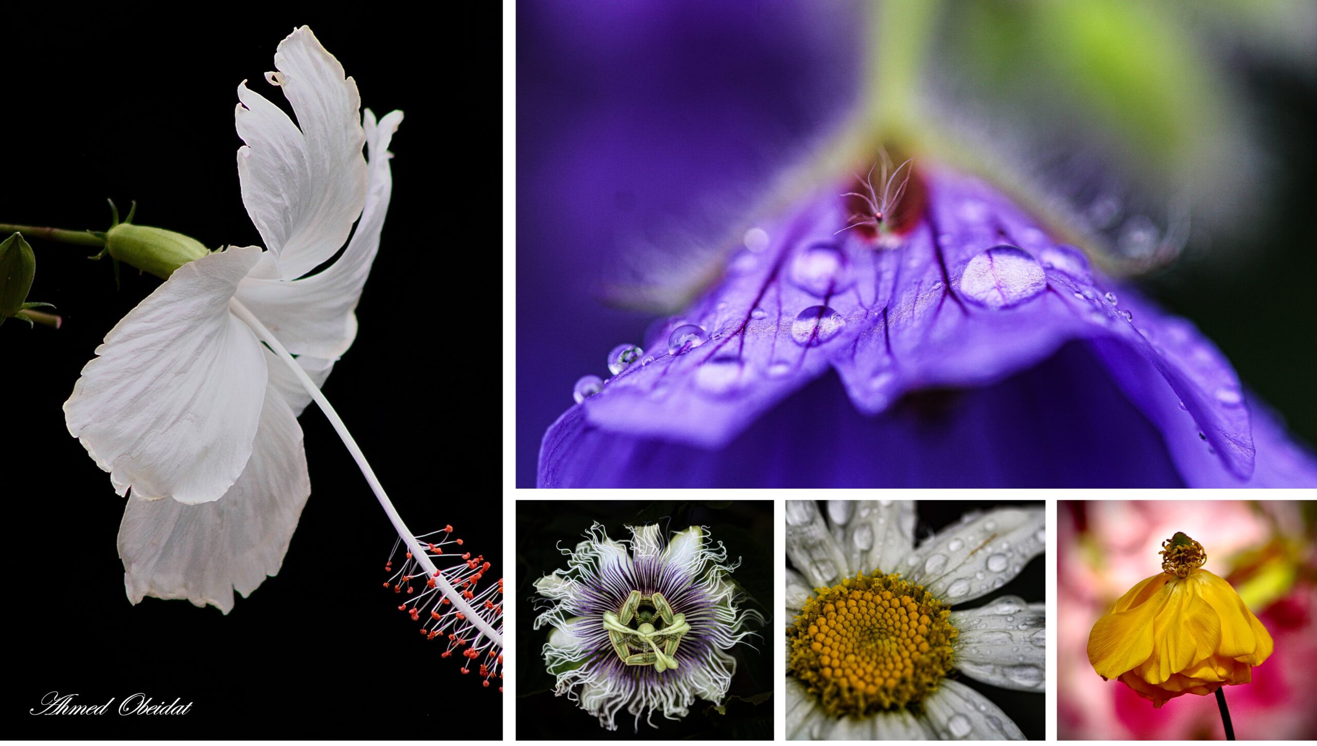 A collage of five close-up flower photos, including a white hibiscus, purple petal with water drops, passionflower, daisy, and yellow flower, against dark and blurred backgrounds.