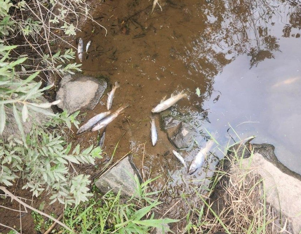 Farm failed to report manure spill in Taylor County that killed fish in a nearby creek