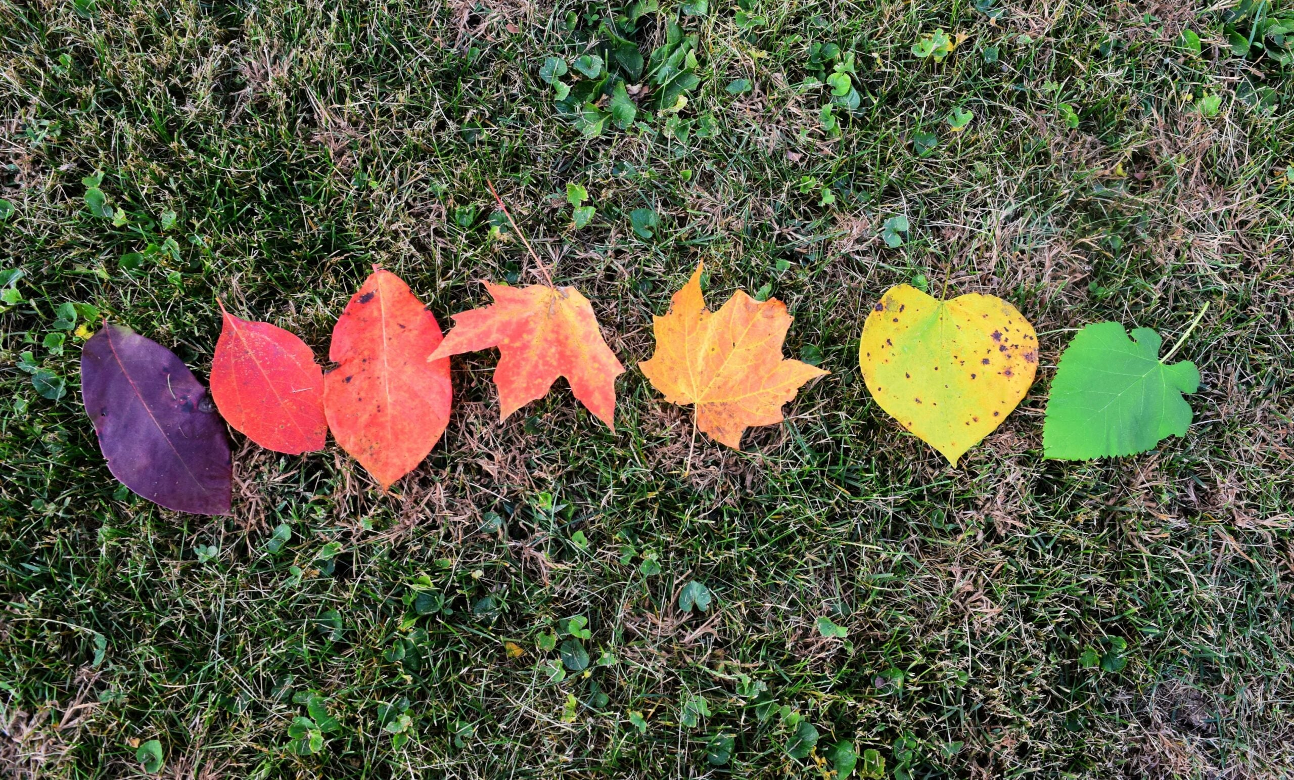 Seven leaves in varying shapes and colors, arranged in a gradient from purple to green, are laid out on grass.