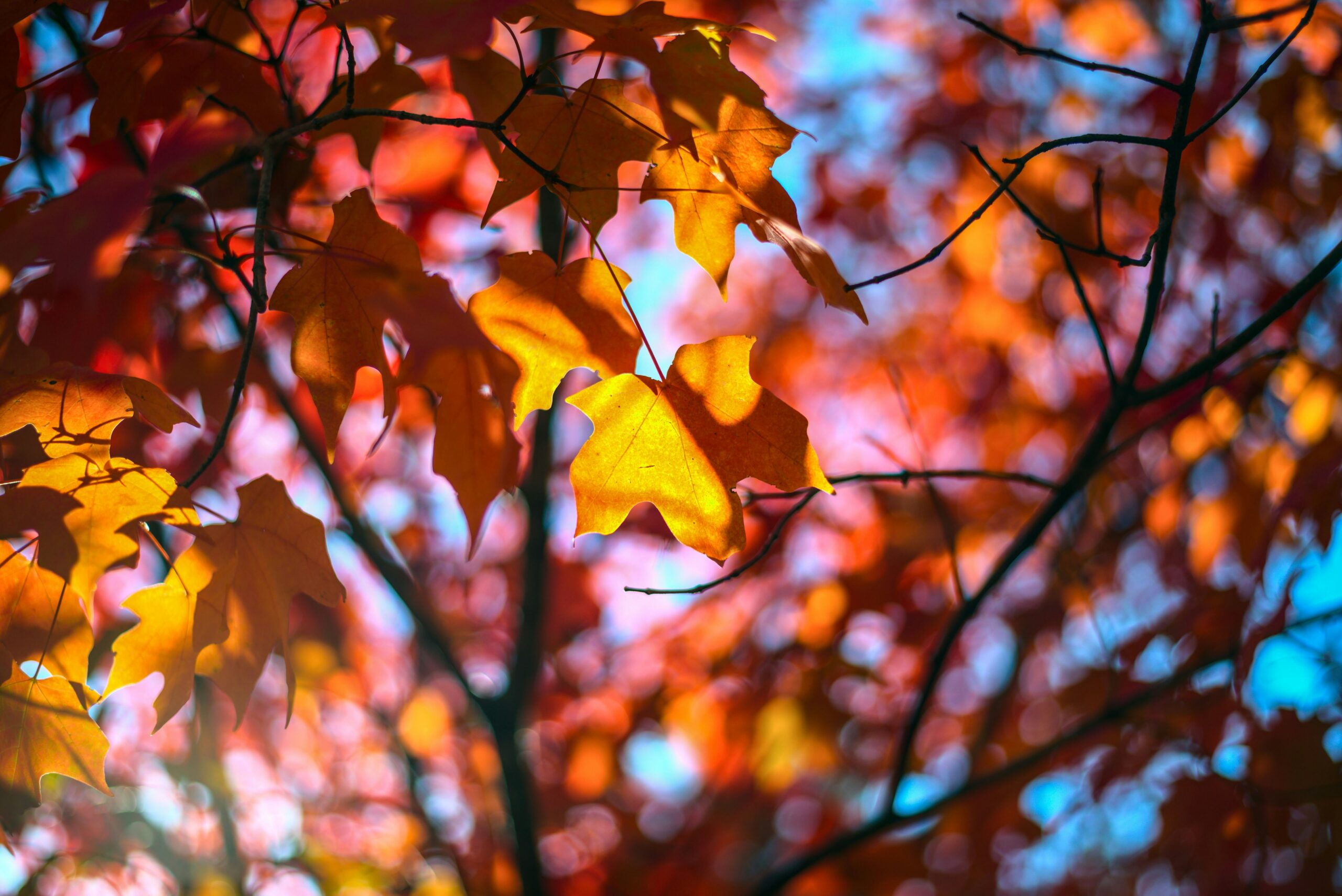 Close-up of autumn leaves on a tree branch, with sunlight shining through the orange and red foliage against a blurred blue sky background.