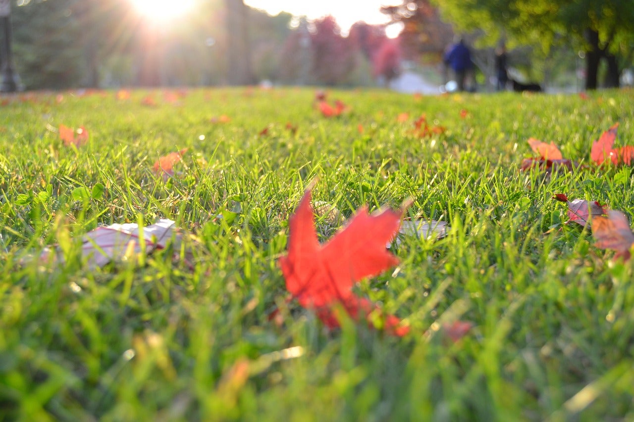 Close-up of green grass with scattered red autumn leaves, sunlight shining in the background, and trees and people blurred in the distance.