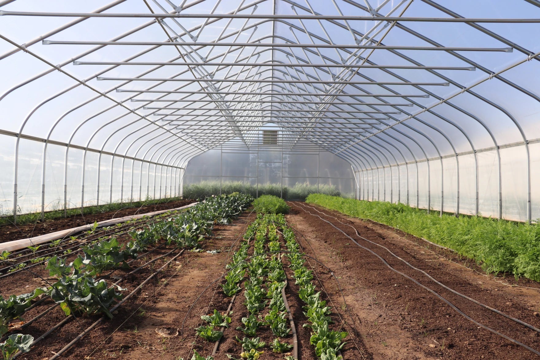 Rows of vegetables growing in soil inside a large greenhouse with transparent walls and ceiling.