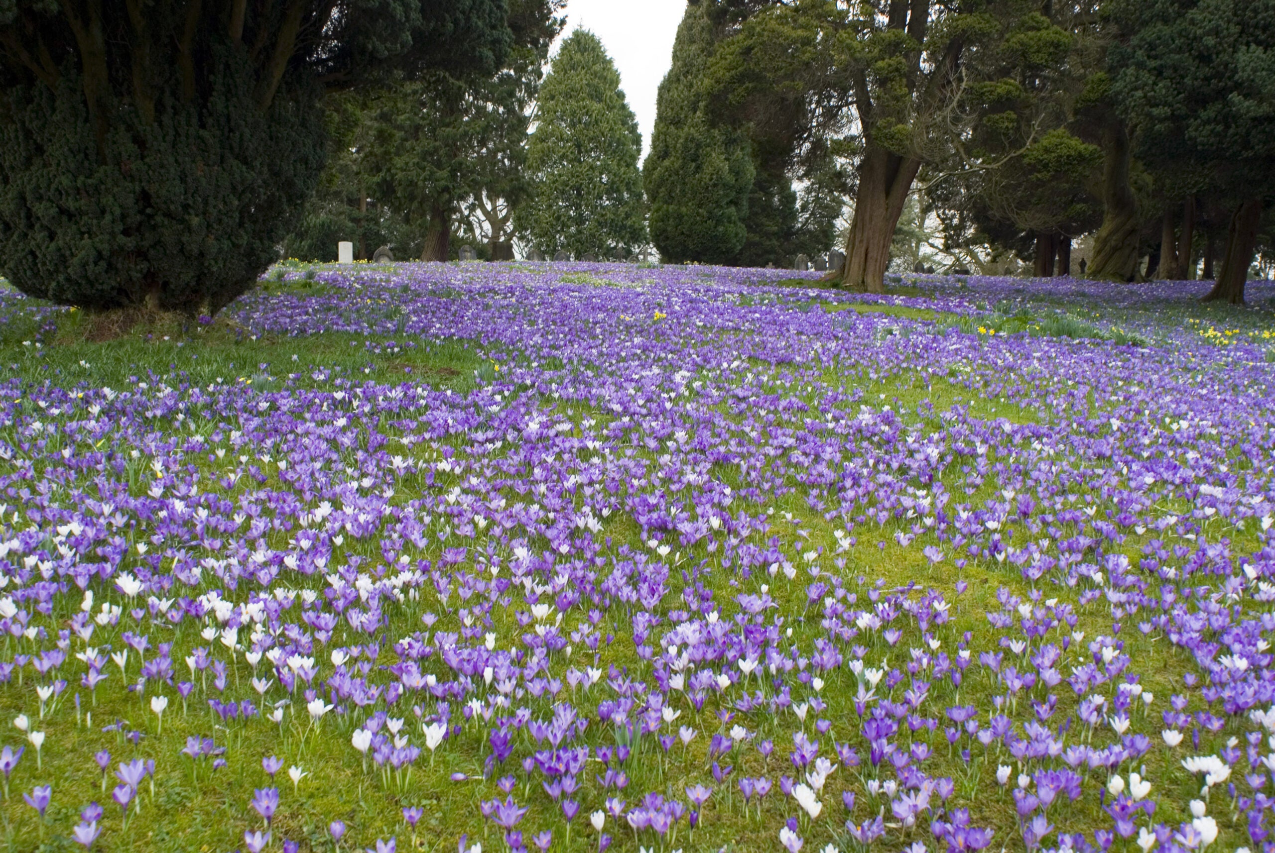 A field covered with blooming purple and white crocus flowers, surrounded by tall trees.