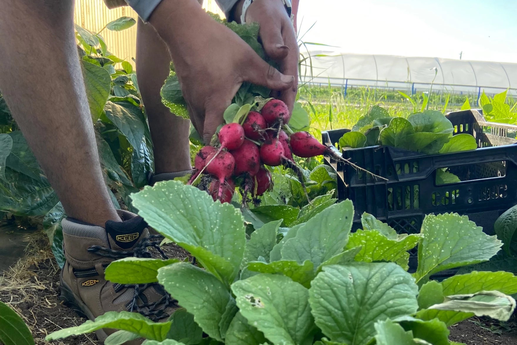 A person harvesting a bunch of red radishes in a garden, with leafy greens and a black crate nearby.