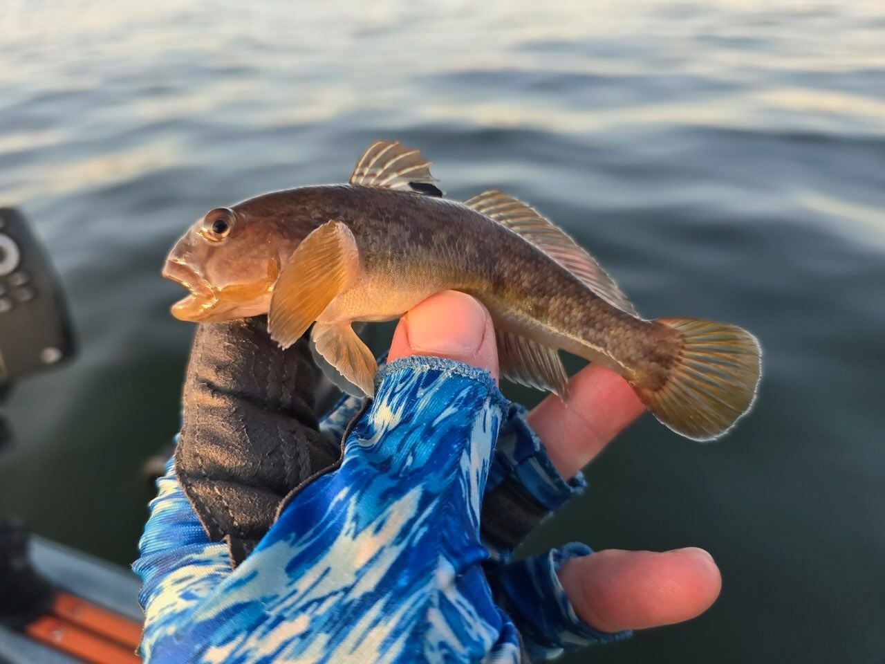 Wisconsin DNR steps up monitoring for invasive fish in Lake Winnebago
