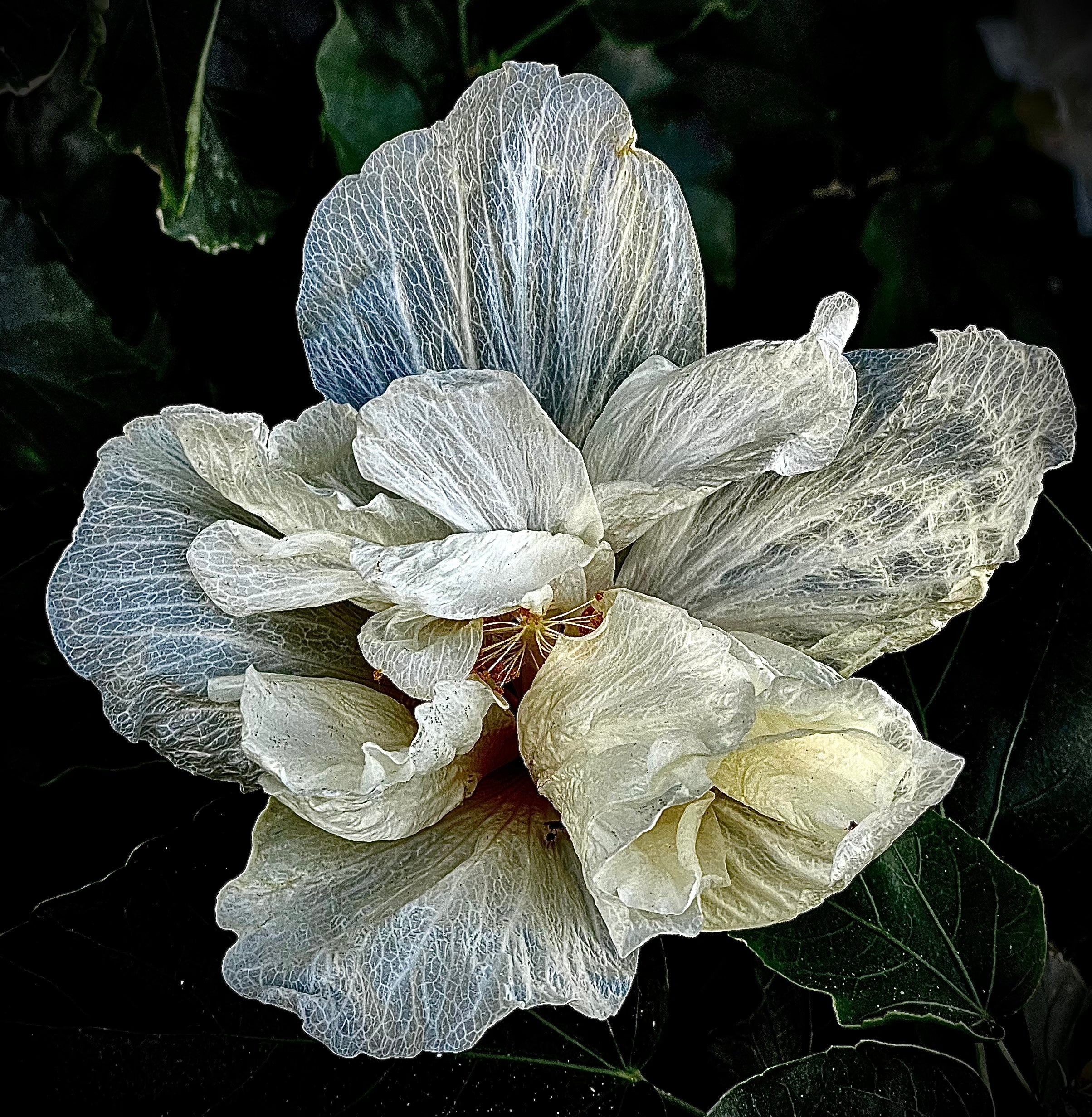 Close-up of a large, pale, wilted flower with delicate, veined petals against a dark green leafy background.