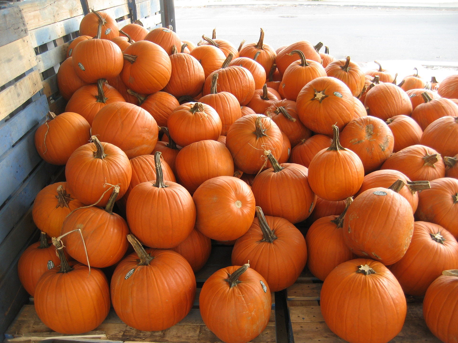 A large pile of orange pumpkins is stacked on wooden pallets in an outdoor setting.