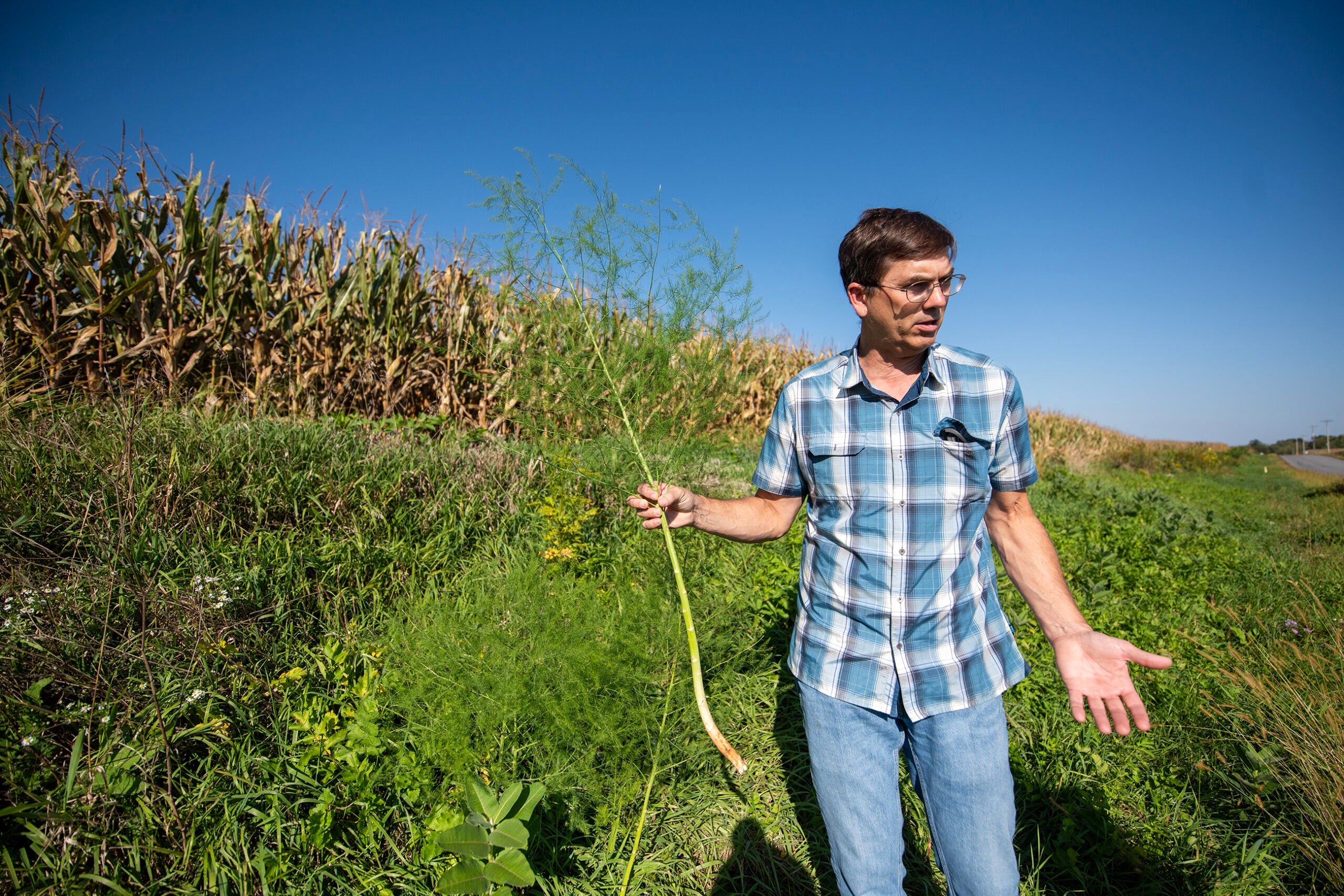 A man in a plaid shirt holds a long green plant while standing in a grassy field next to a cornfield under a clear blue sky.