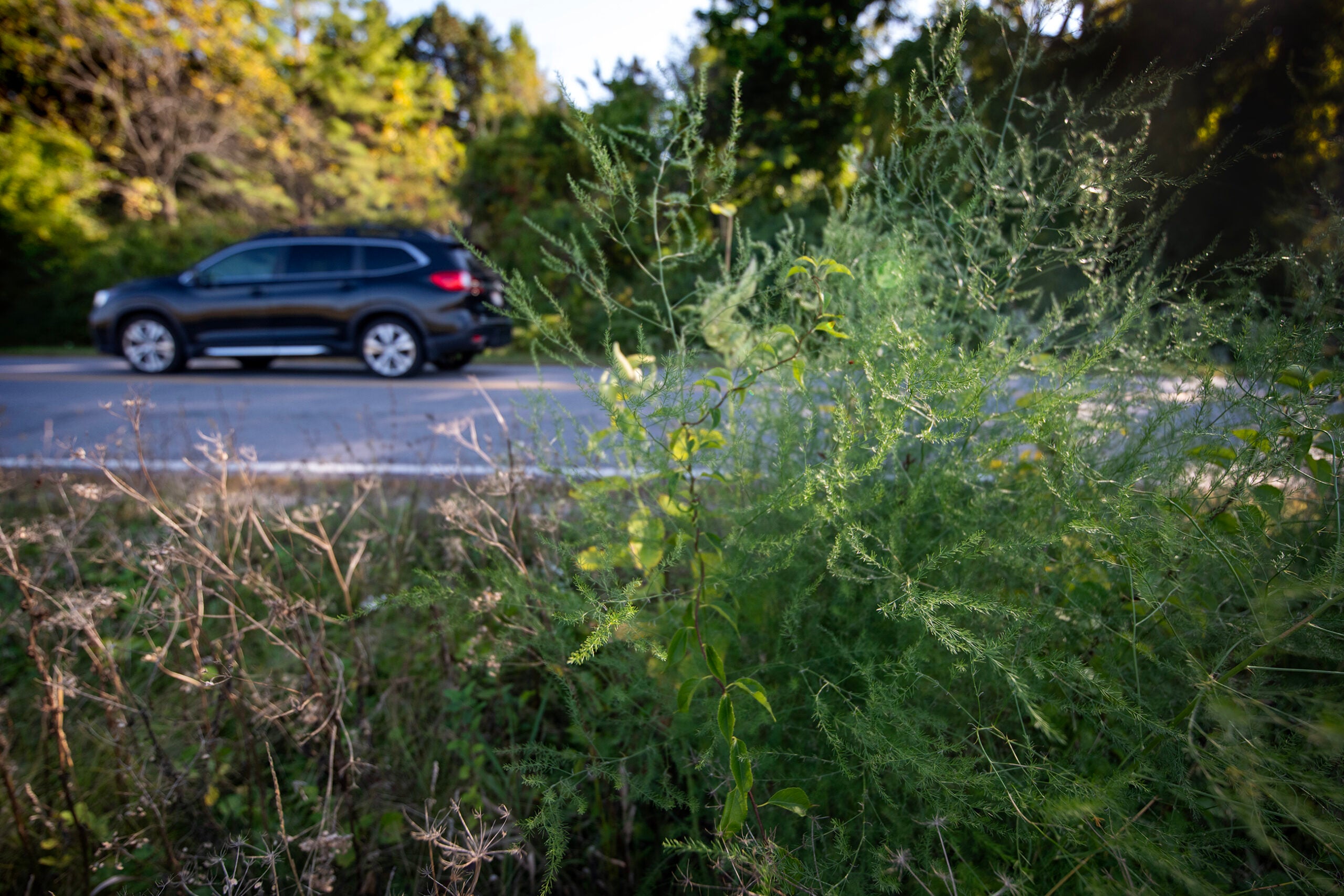 Why is there so much asparagus growing along the side of the road in Wisconsin?