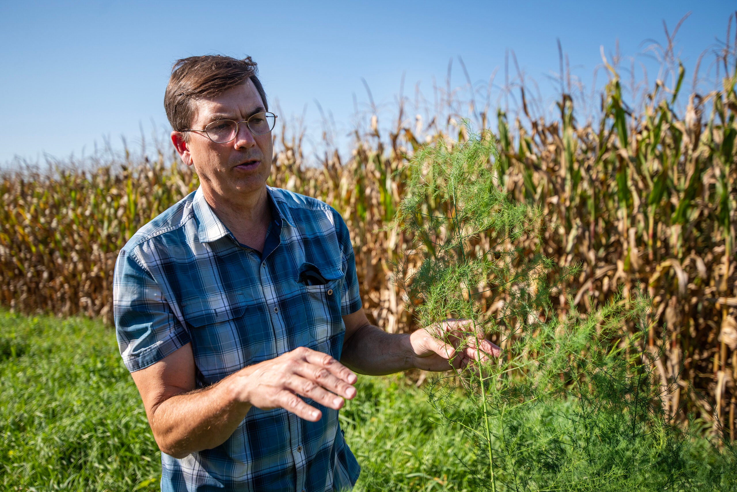 A man in a plaid shirt stands in a field holding green asparagus fronds, with tall corn plants in the background under a clear blue sky.
