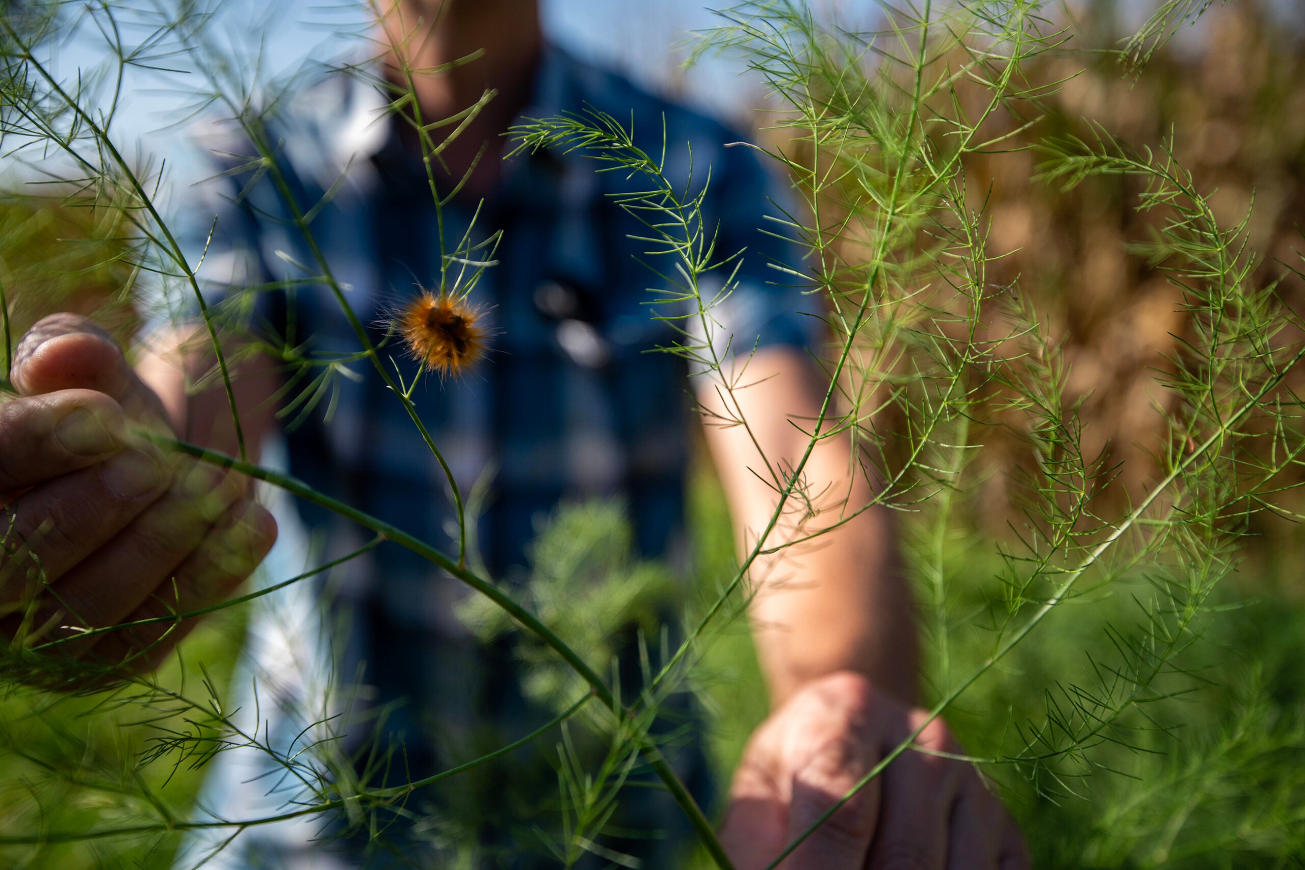 A person in a plaid shirt holds asparagus foliage with a caterpillar resting on one of the stems in an outdoor setting.