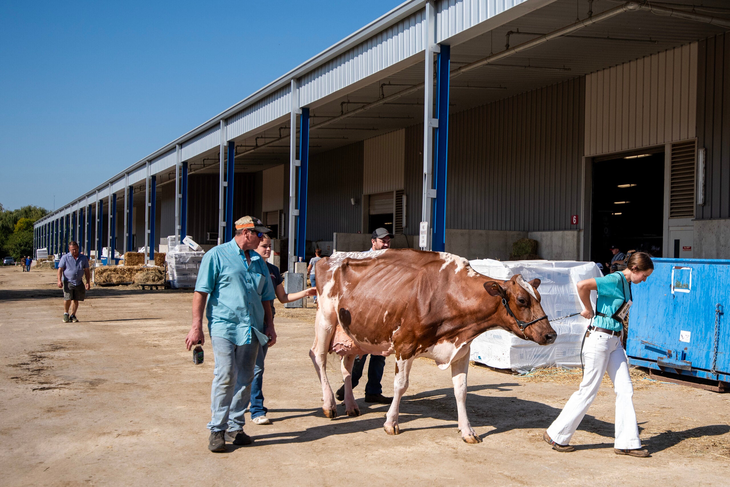 Four people guide a brown and white dairy cow outside a large agricultural building on a sunny day.