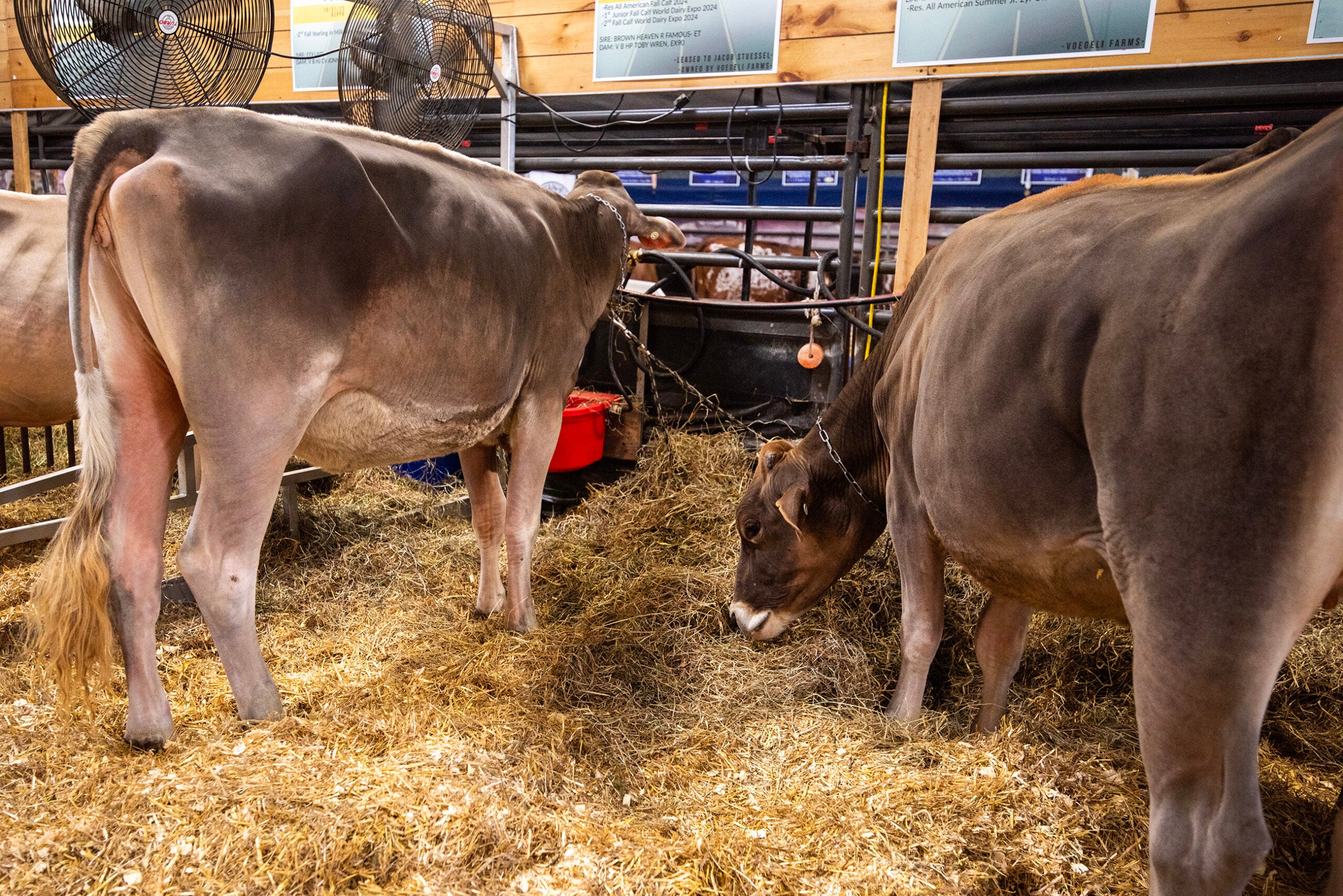 Two brown cows stand on a bed of straw in an indoor enclosure, with one cow eating and fans visible in the background.