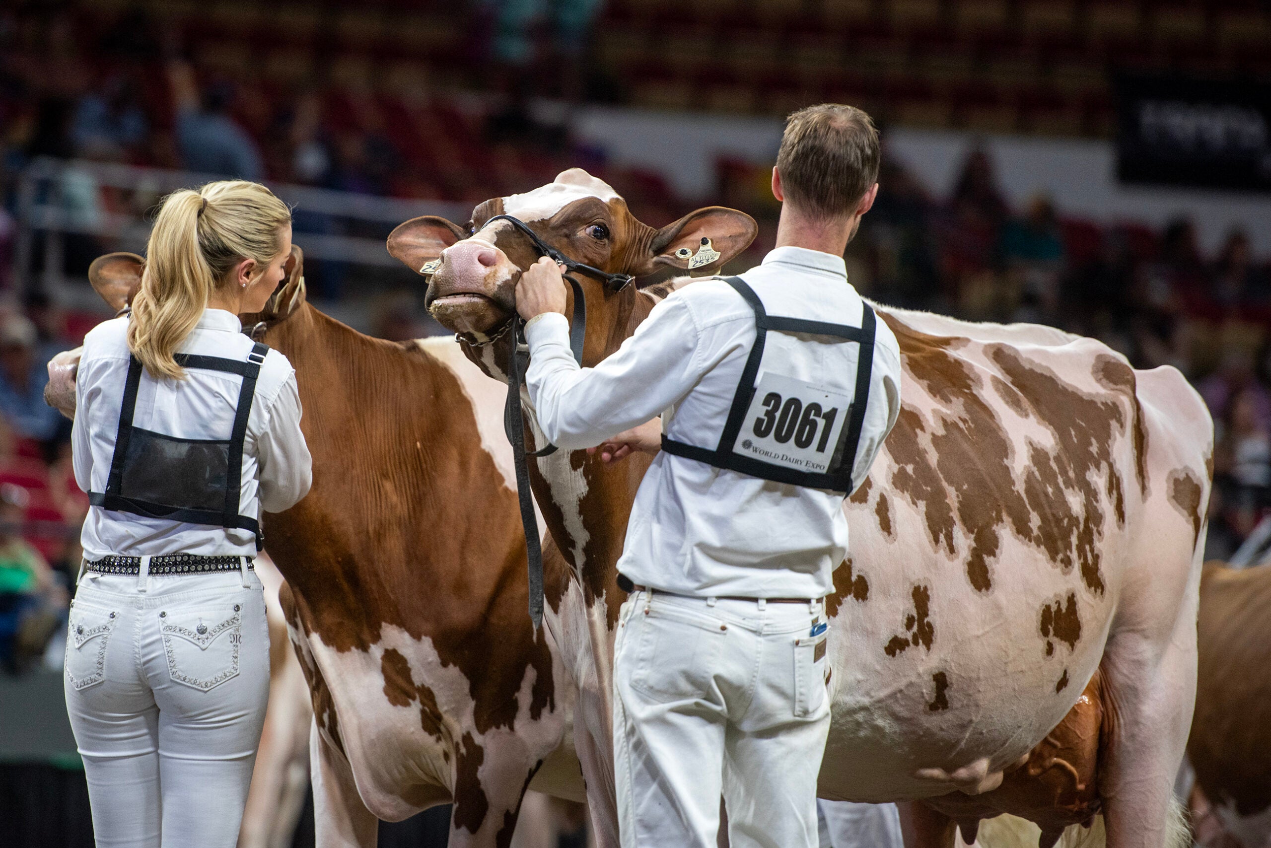 Two people in white outfits present a brown and white cow at a livestock show inside an arena. One person is holding the cows halter.