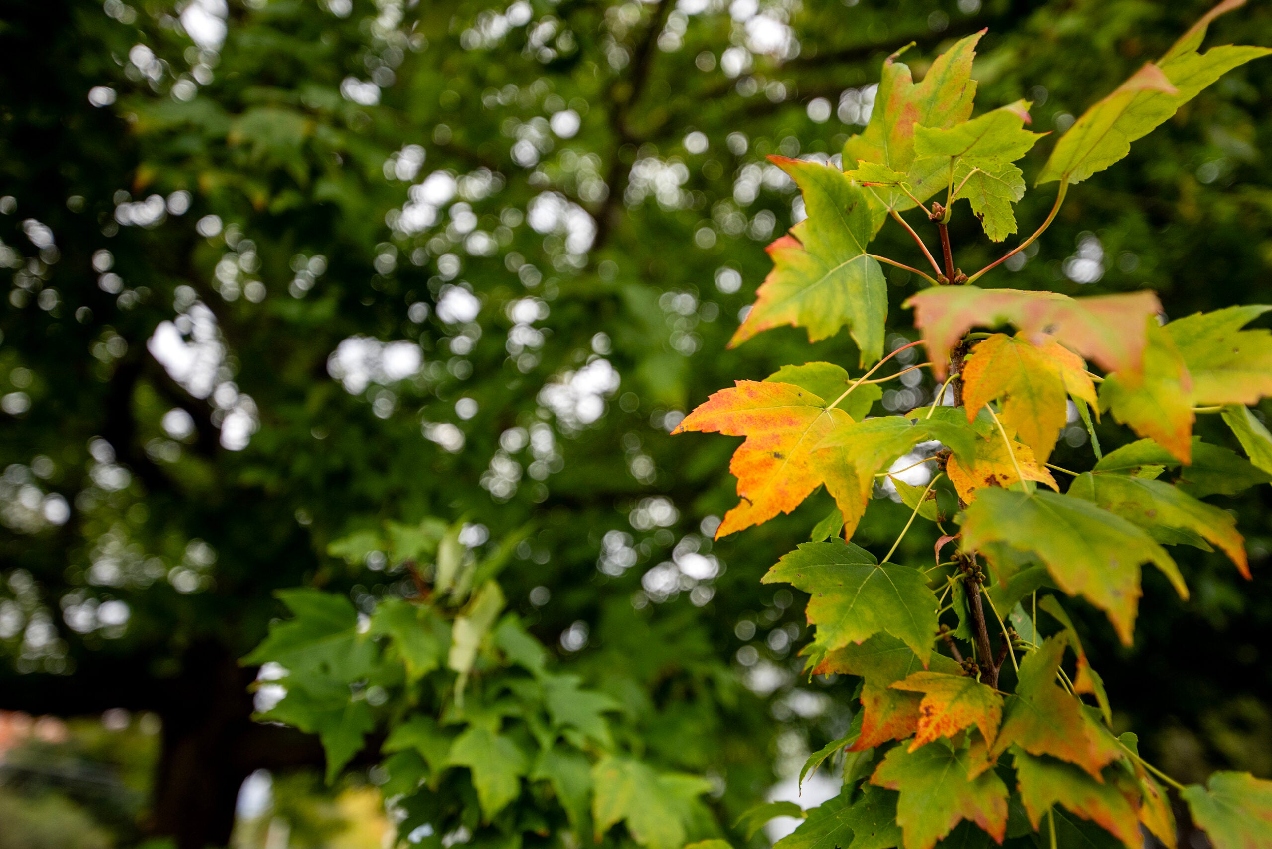 Close-up of green maple leaves with some turning yellow and orange, with a blurred tree in the background.