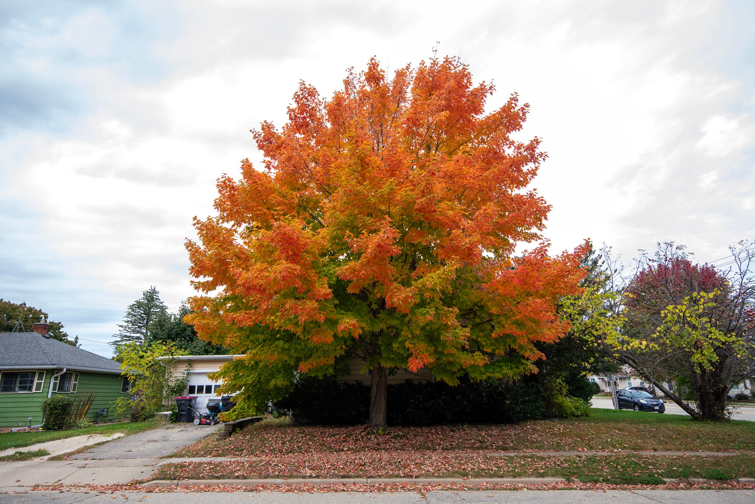 A large tree with green and orange autumn leaves stands in front of a house with a driveway and fallen leaves scattered on the lawn and sidewalk.