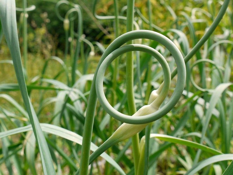 Close-up of a garlic scape curling in a spiral shape, with other green stems and blurred foliage in the background.