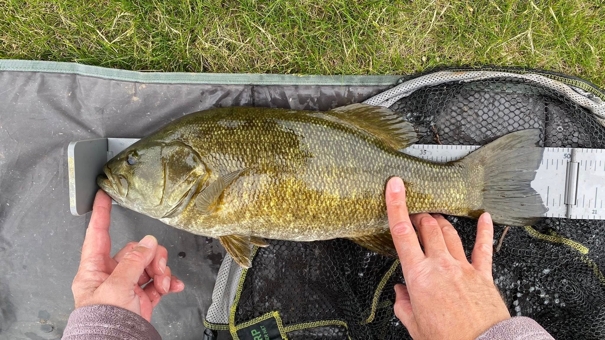 A person measures the length of a freshly caught fish using a ruler on a mat, with grass visible in the background.