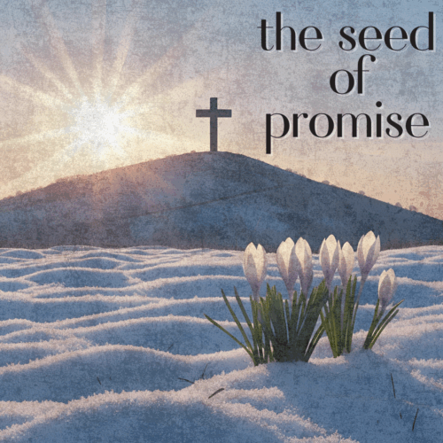 Sunrise over a hill with a cross in the distance; snow covers the ground with blooming white flowers in the foreground. Text reads the seed of promise.