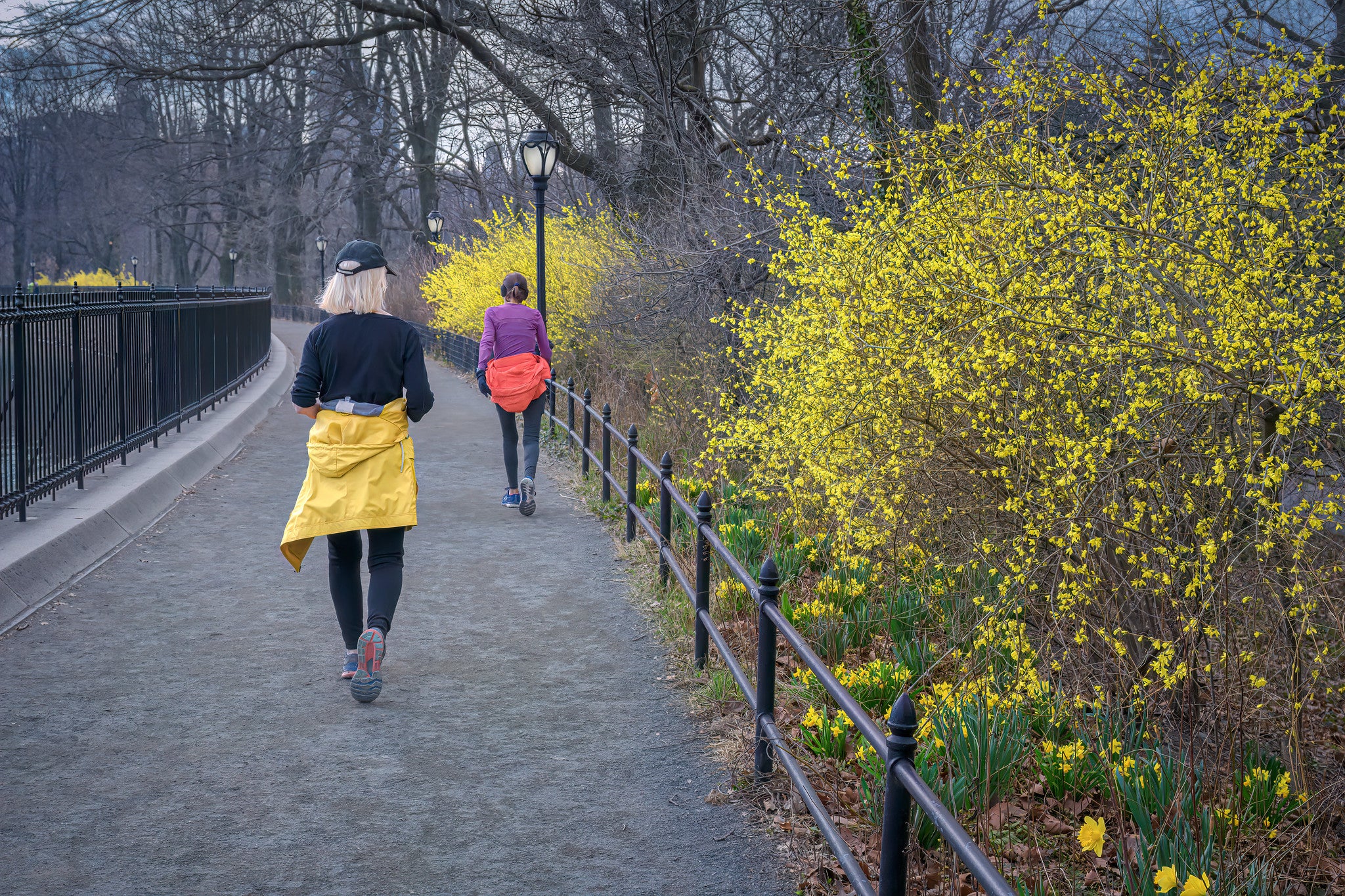Two people jog along a paved park path, bordered by a fence and bright yellow flowering bushes on one side and leafless trees on the other.