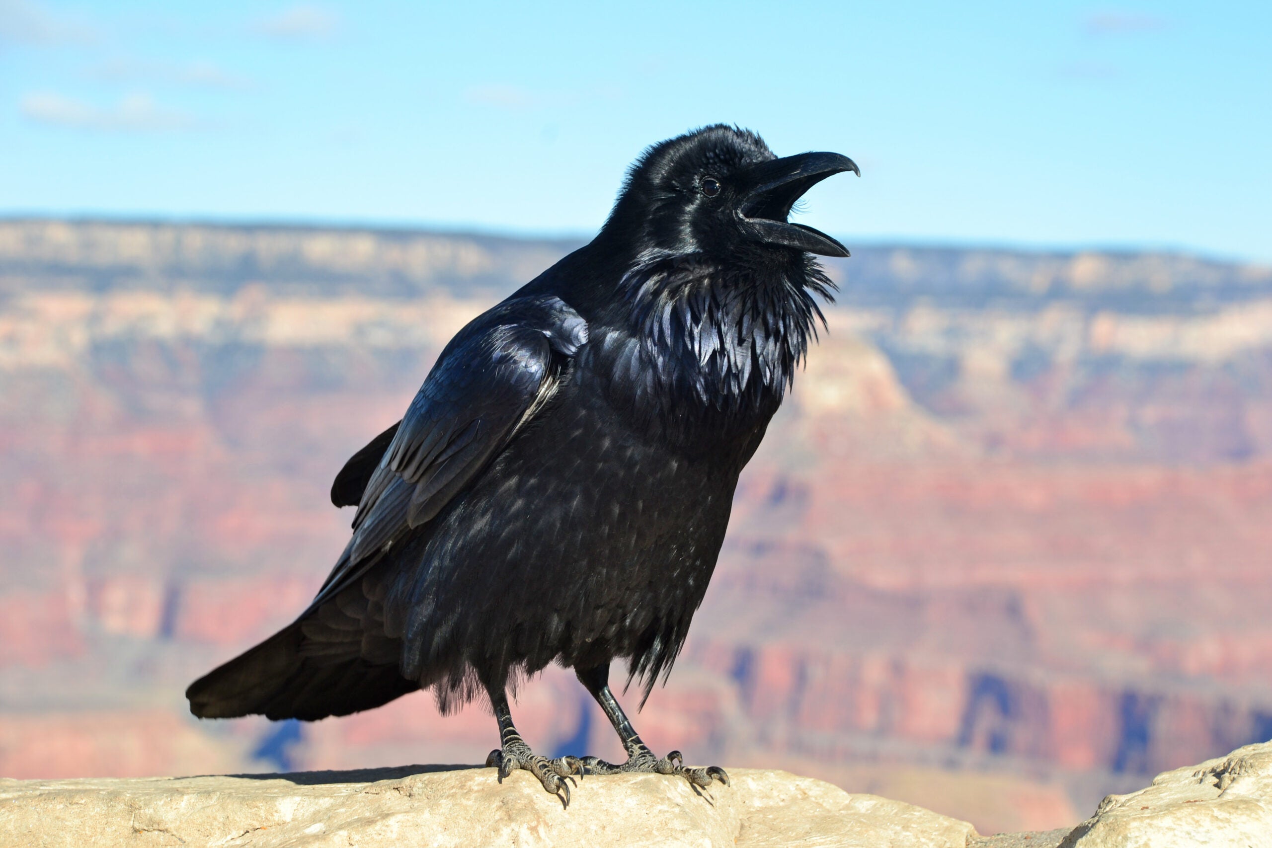 A black raven stands on a rock with its beak open, with a blurred canyon landscape in the background.