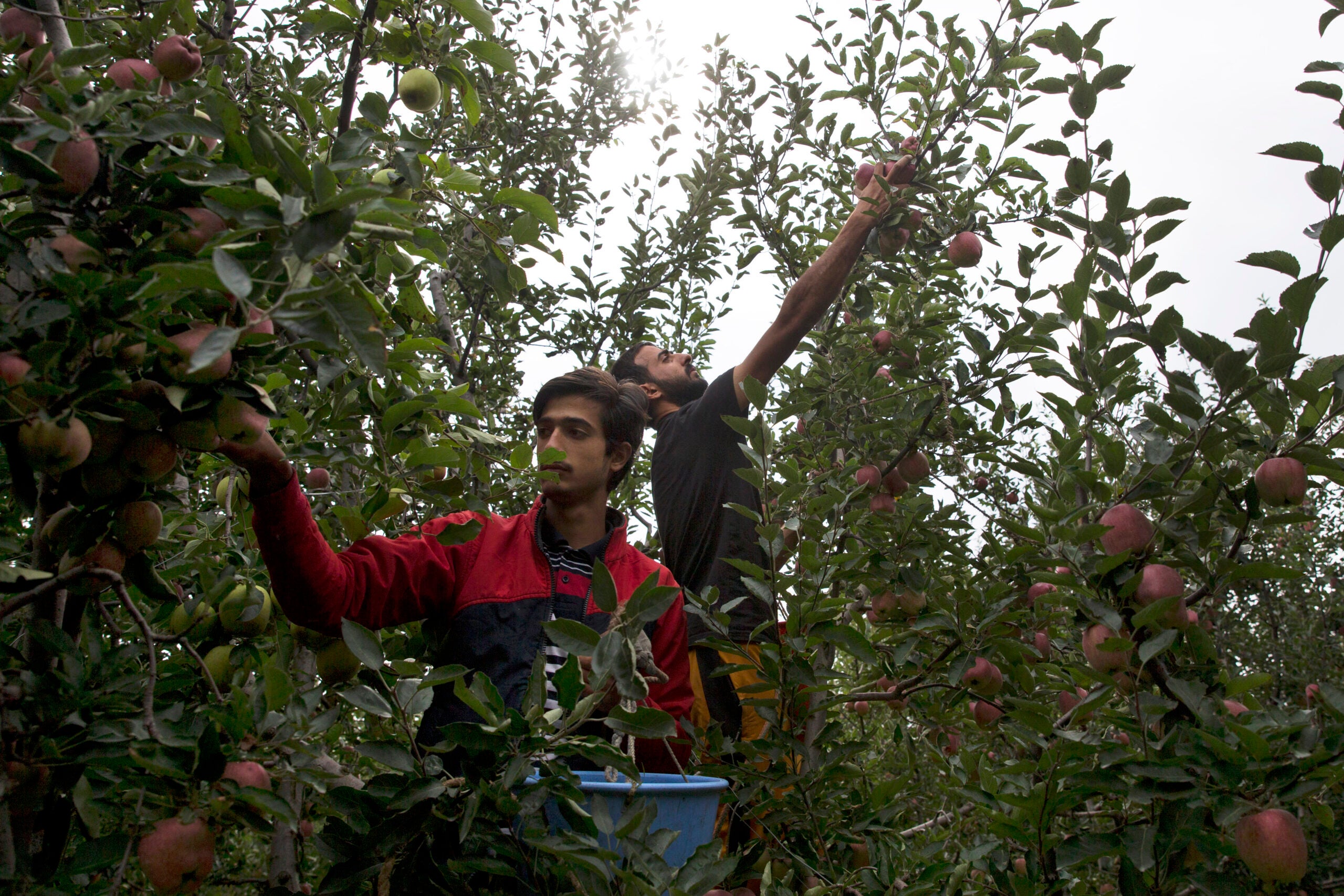 Two people pick apples from trees in an orchard, placing the fruit into a blue container among dense green foliage.
