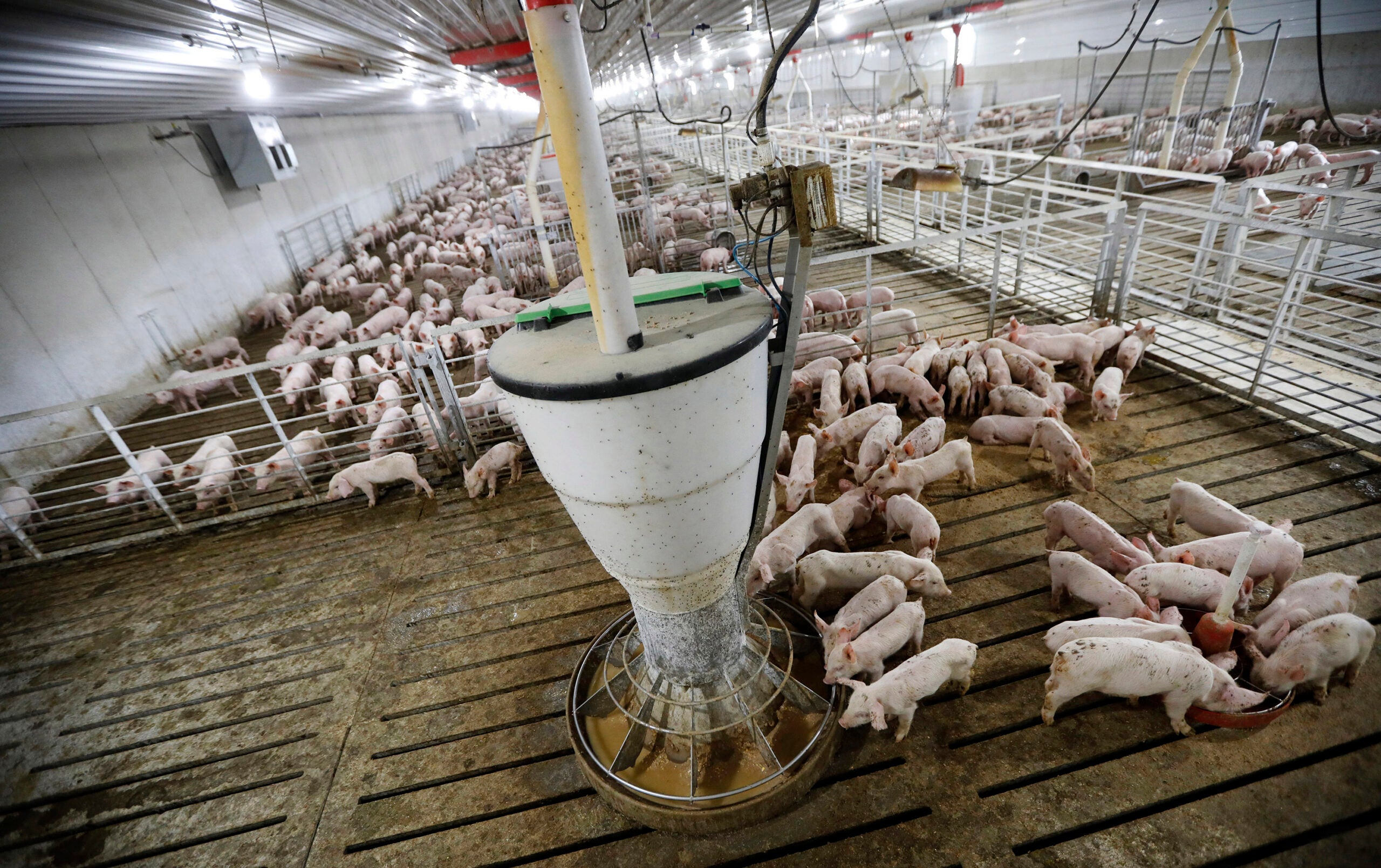 Large group of pigs inside a commercial pig farm barn gather around a central automated feeder, with metal pens and slatted flooring visible.