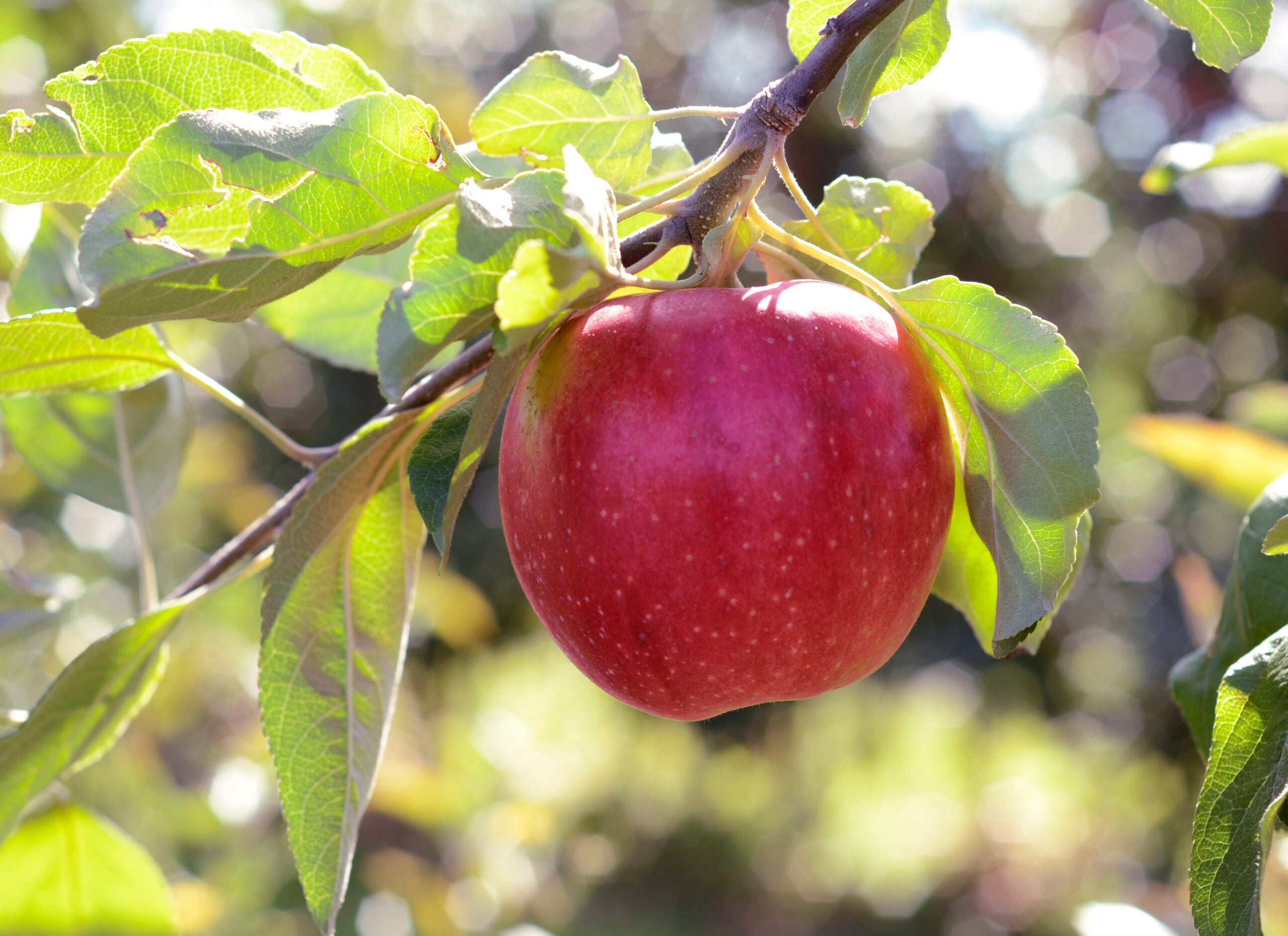 Variety is the spice of life, for apple trees and you
