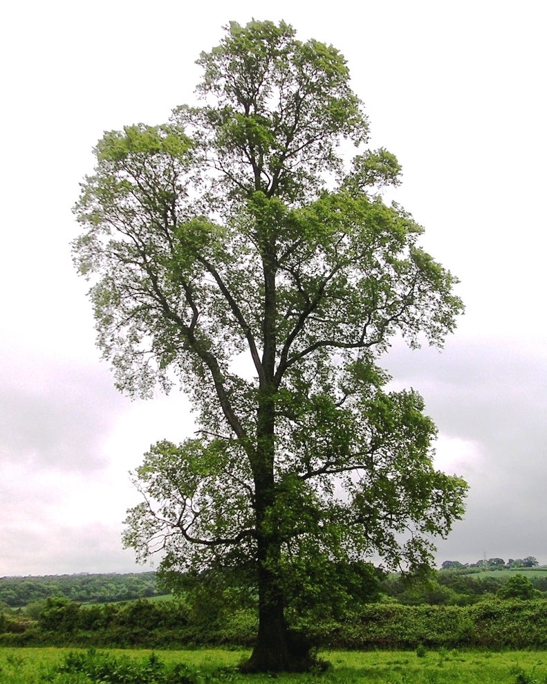 A tall, leafy tree stands alone in a green field with cloudy skies in the background.