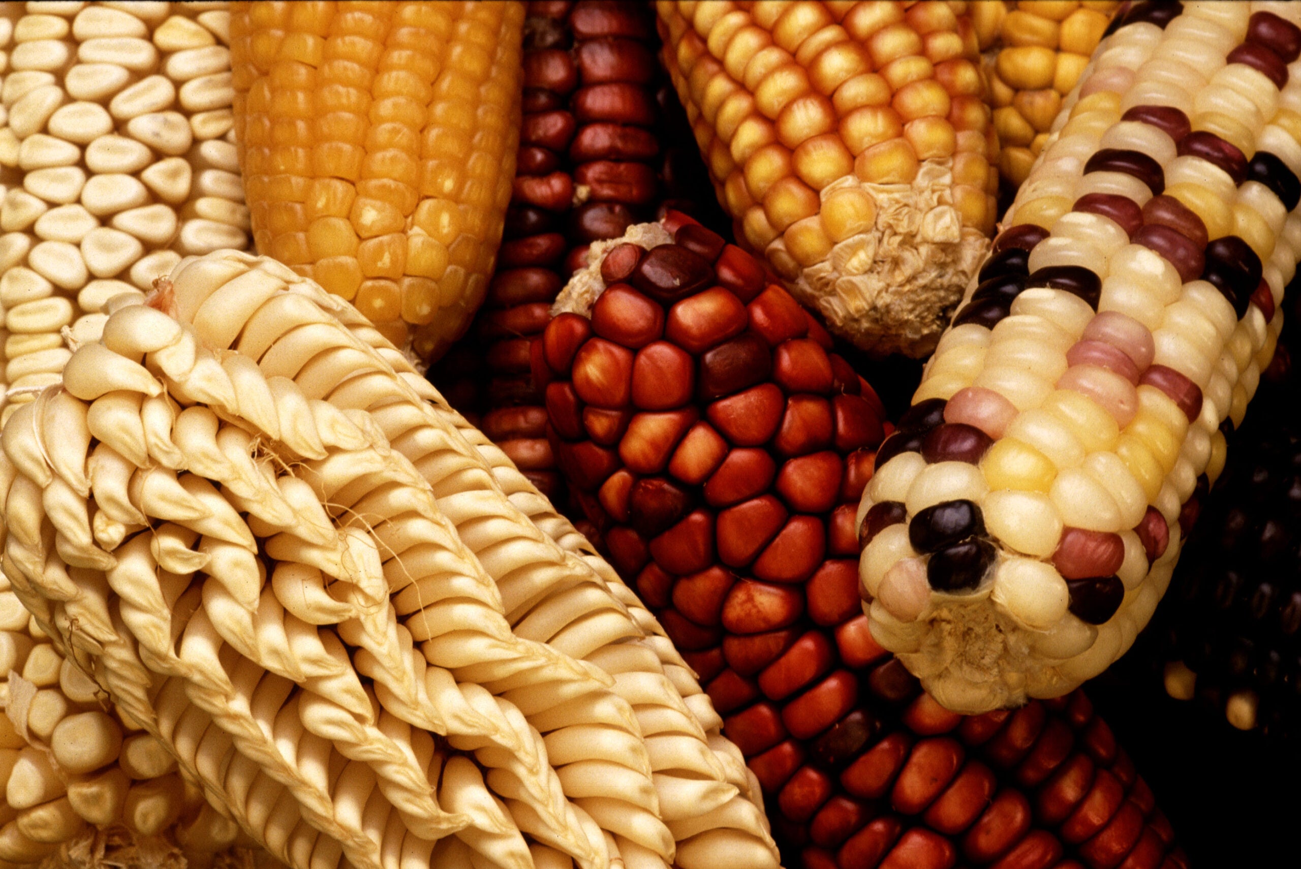 Close-up of several colorful ears of corn with kernels in various shapes and shades of yellow, red, purple, and white.