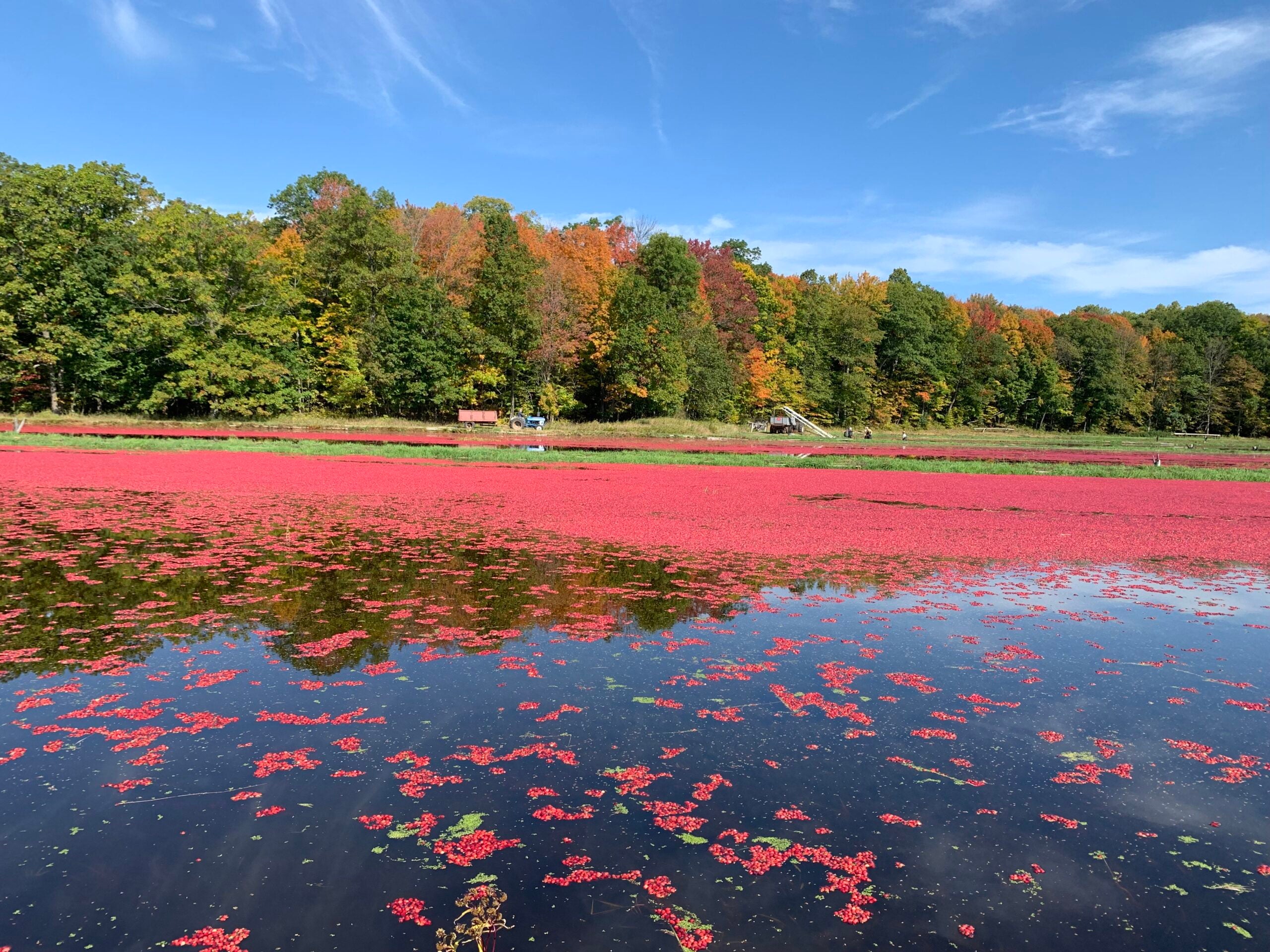 A cranberry bog with floating red cranberries under a blue sky, bordered by trees showing early autumn colors.